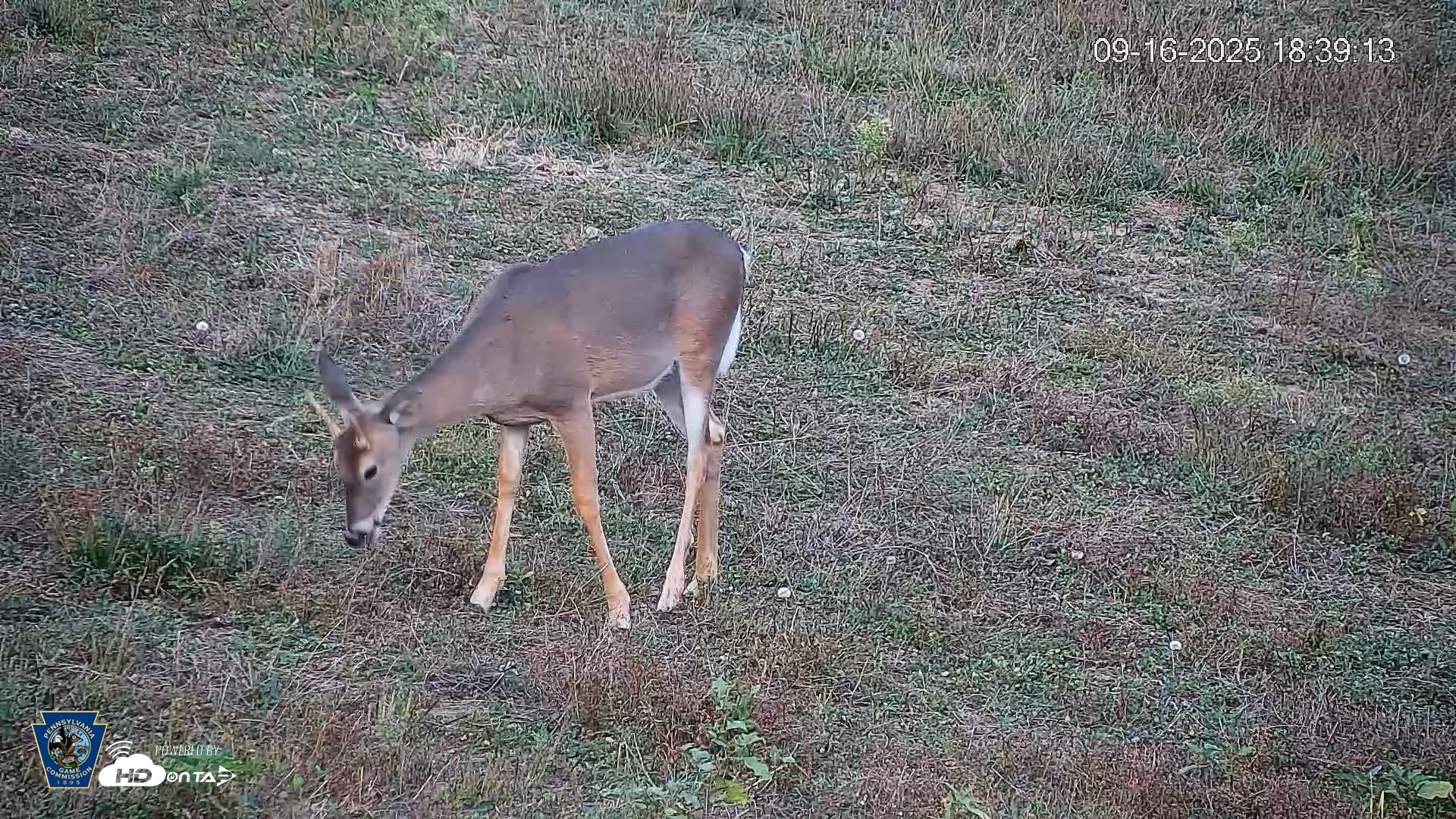 Snapshot of Pennsylvania Elk Live Webcam taken Sep 16, 2025, 6:40pm EDT