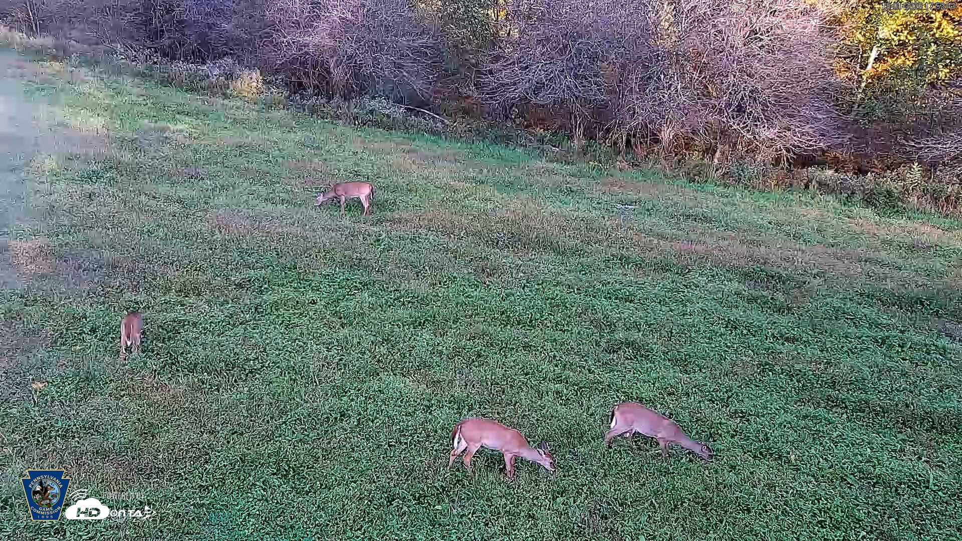 Snapshot of Pennsylvania Elk Live Webcam taken Oct 1, 2026, 5:53pm EDT