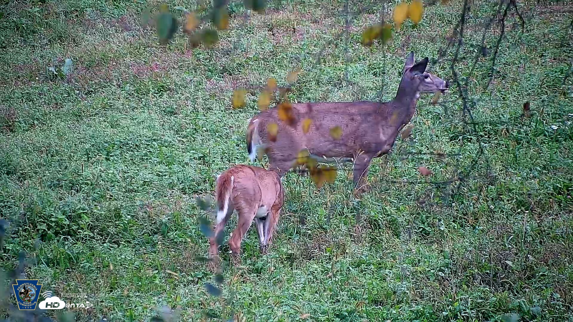 Snapshot of Pennsylvania Elk Live Webcam taken Oct 1, 2026, 6:21pm EDT