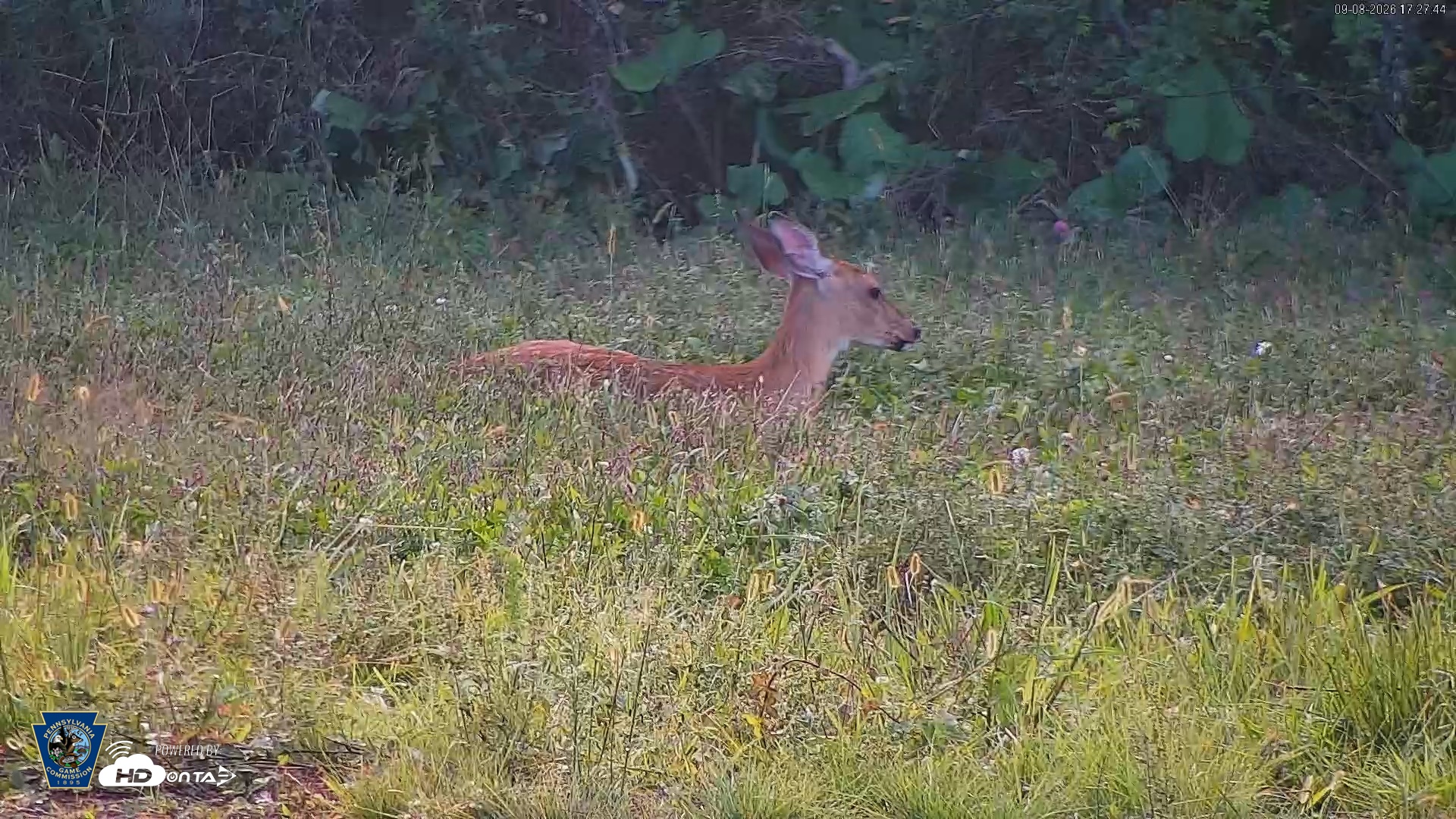 Snapshot of Pennsylvania Elk Live Webcam taken Sep 8, 2026, 5:28pm EDT