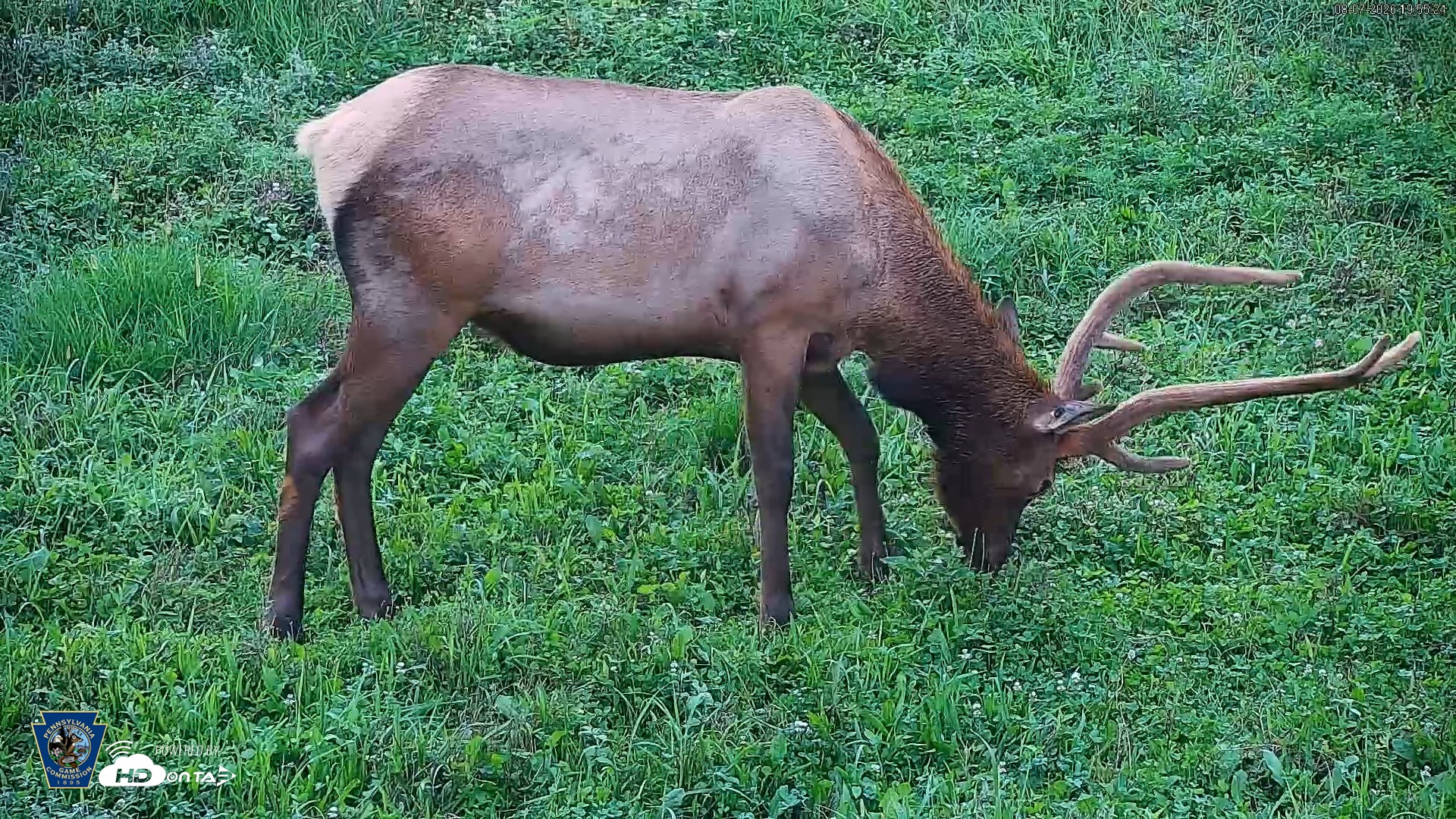 Snapshot of Pennsylvania Elk Live Webcam taken Aug 7, 2026, 7:56pm EDT