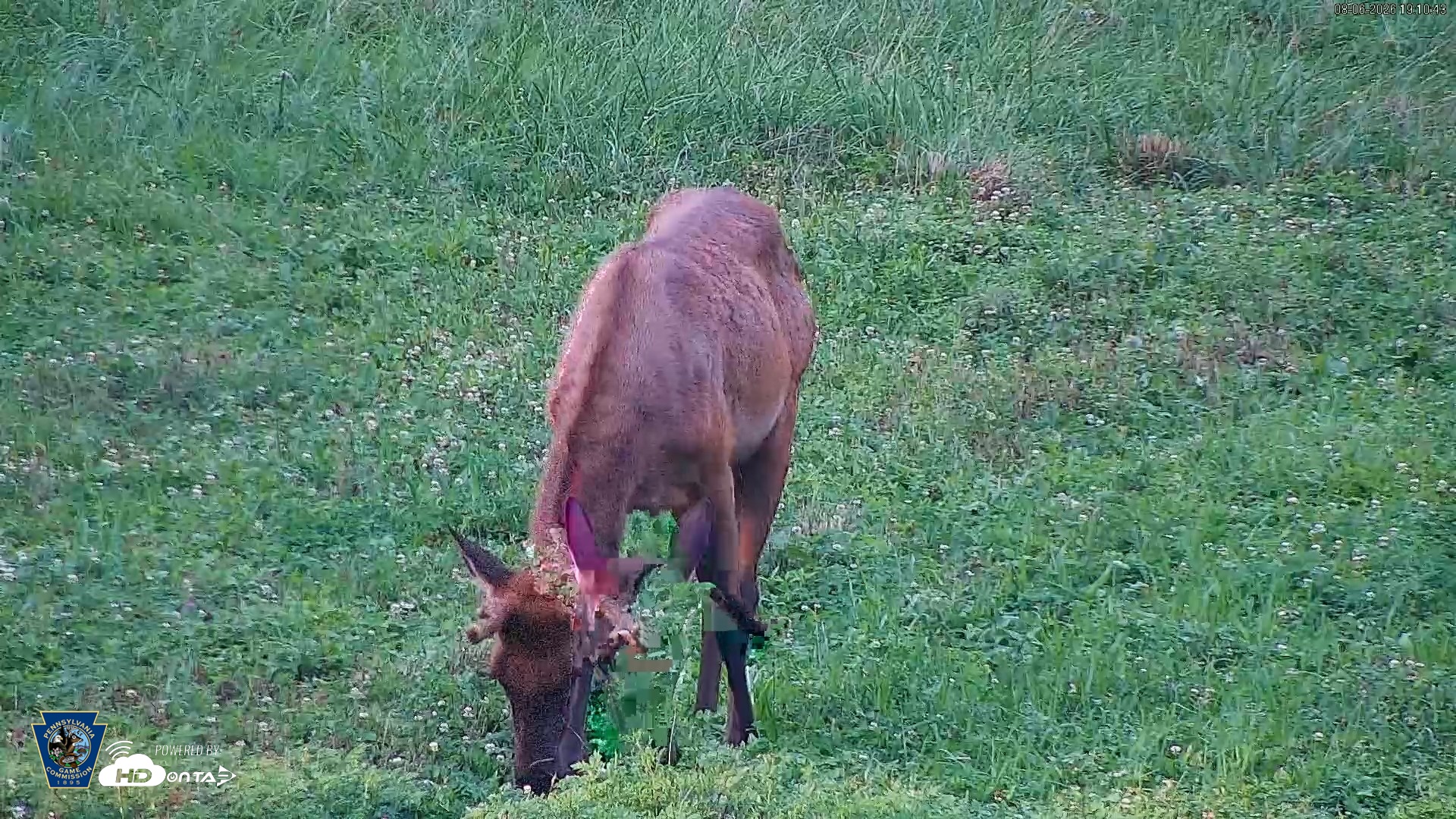 Snapshot of Pennsylvania Elk Live Webcam taken Aug 6, 2026, 7:12pm EDT