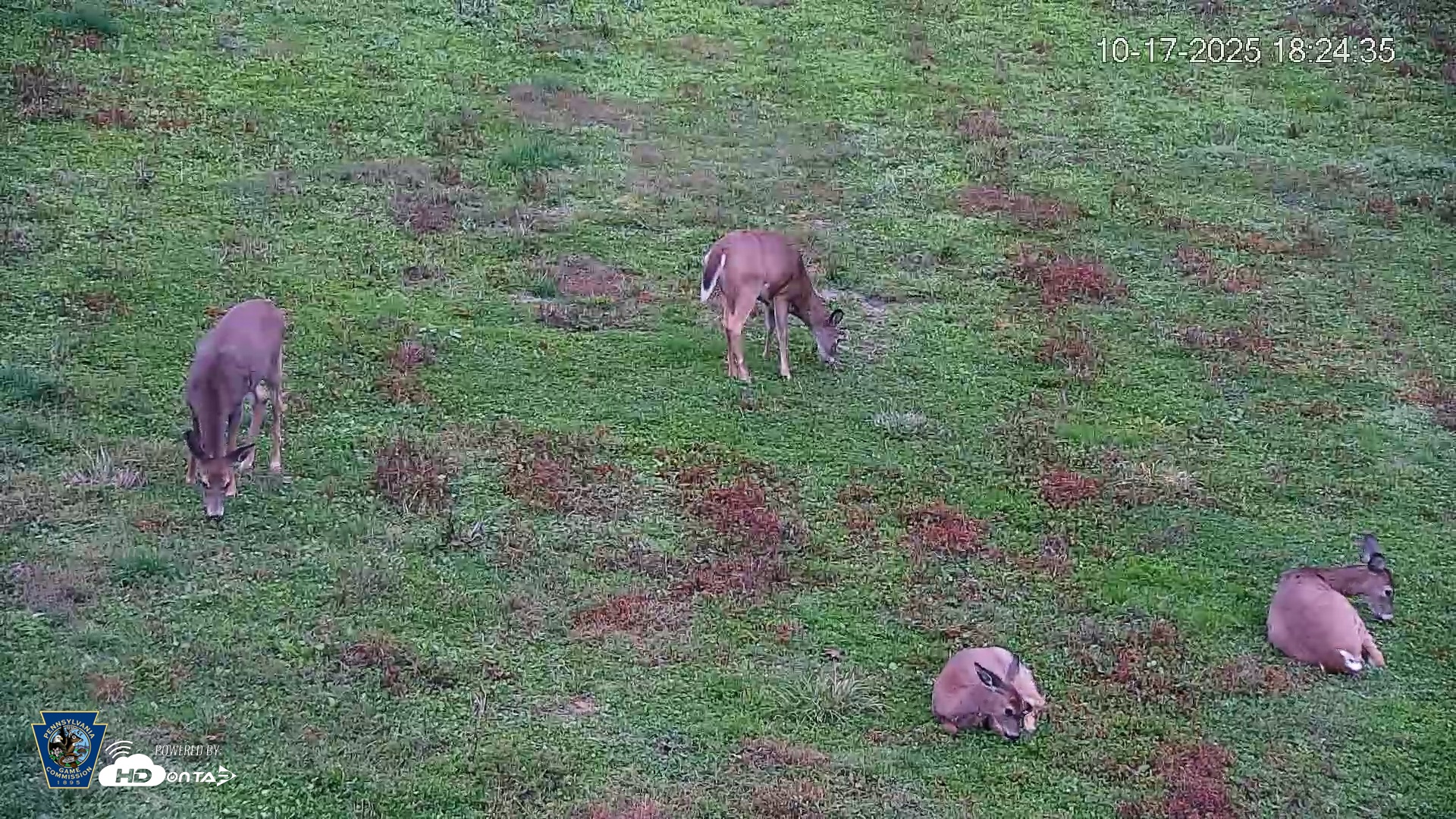 Snapshot of Pennsylvania Elk Live Webcam taken Oct 17, 2025, 6:25pm EDT