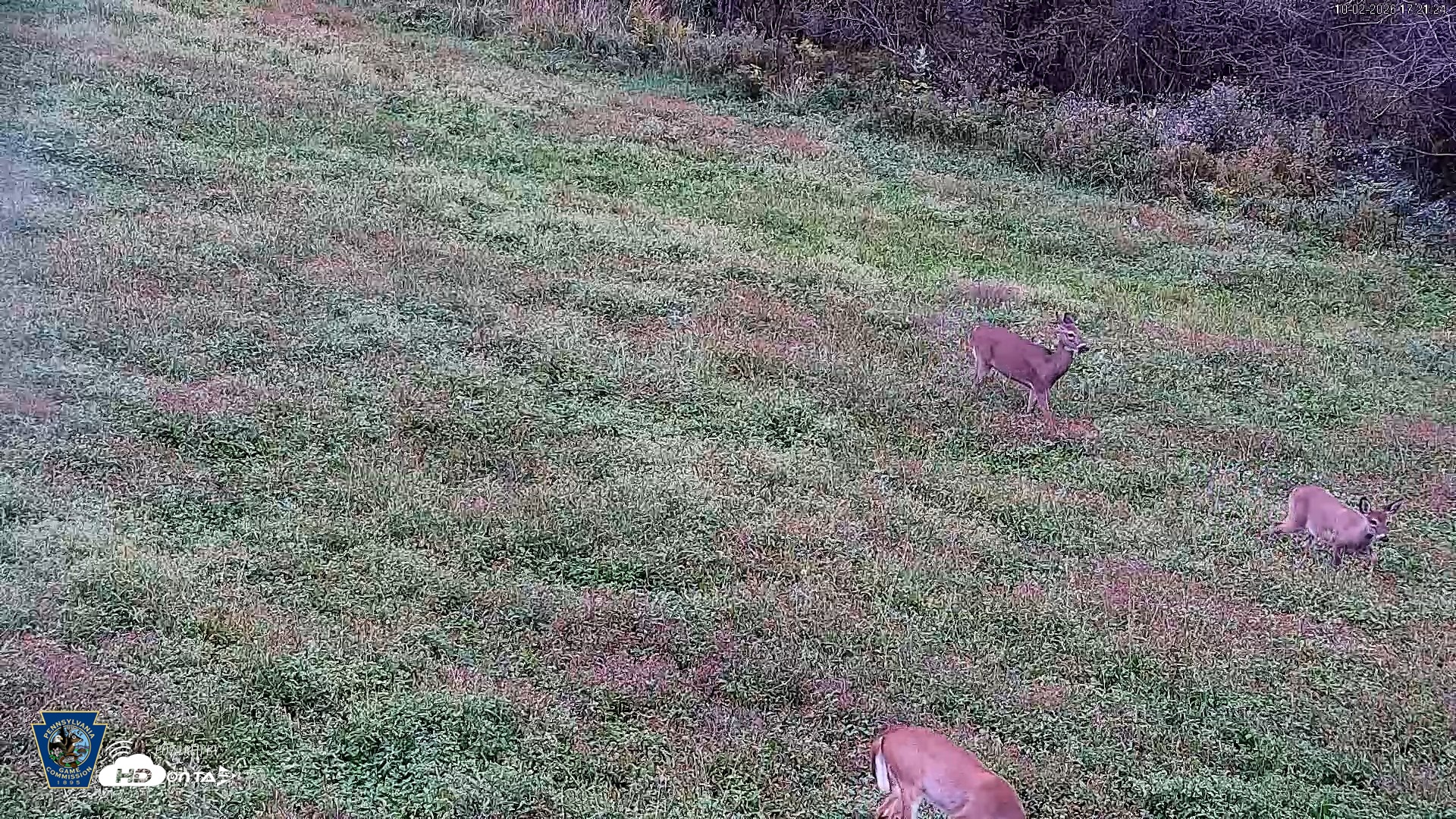 Snapshot of Pennsylvania Elk Live Webcam taken Oct 2, 2026, 5:22pm EDT