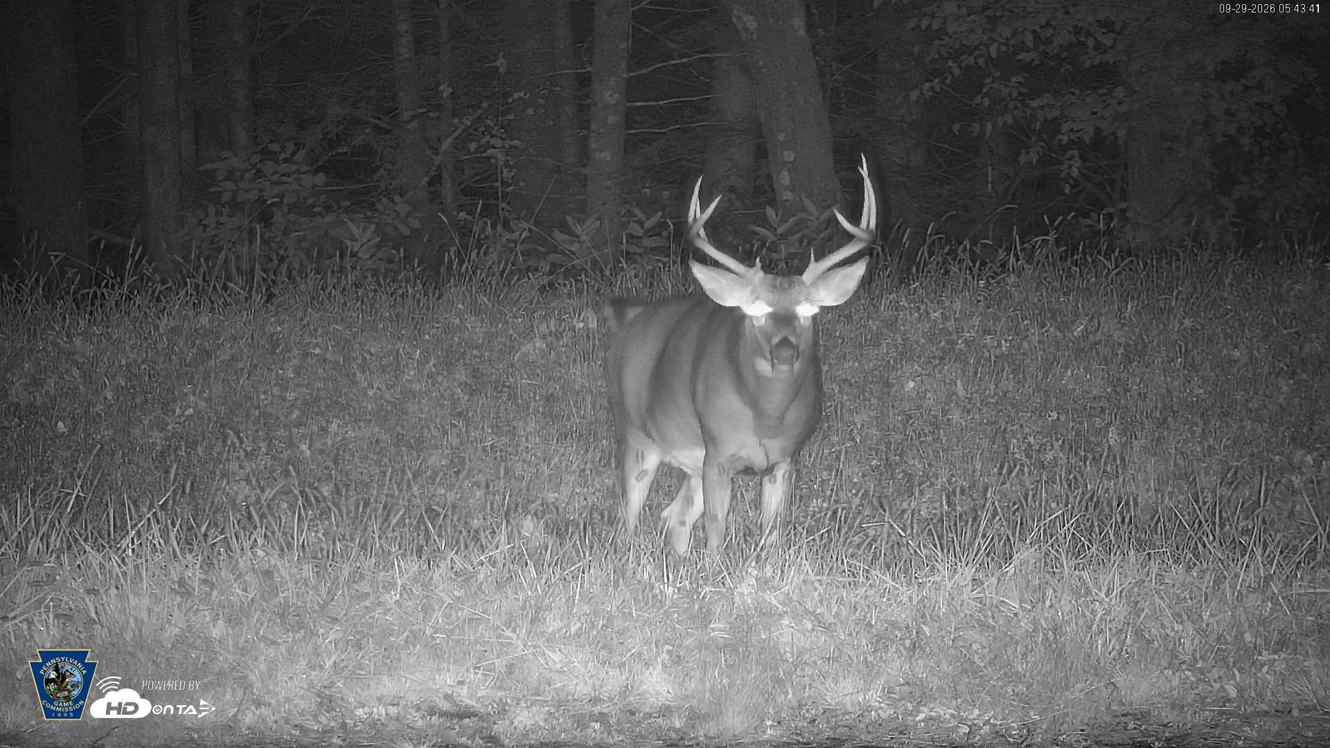 Snapshot of Pennsylvania Elk Live Webcam taken Sep 29, 2026, 5:44am EDT