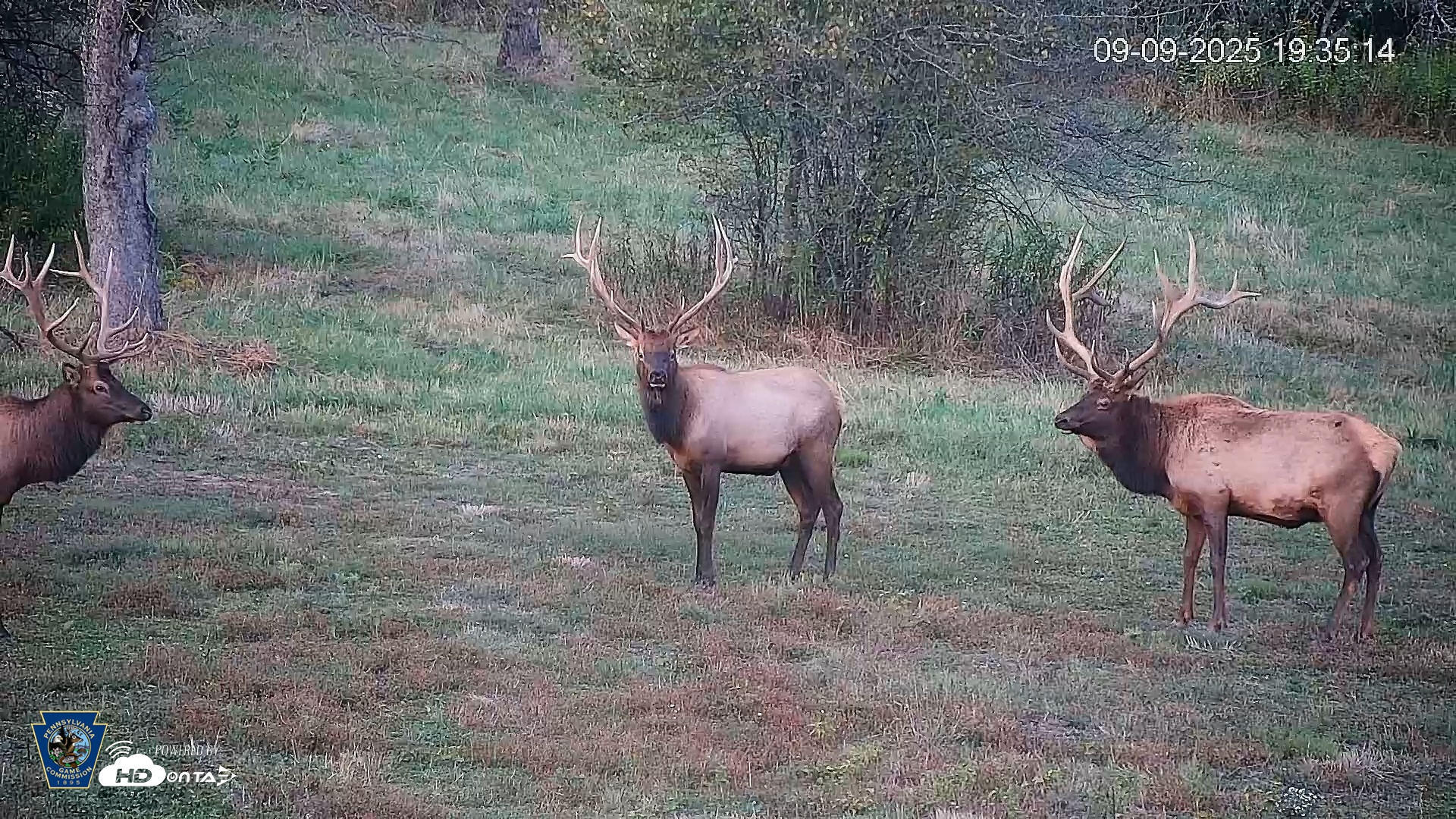 Snapshot of Pennsylvania Elk Live Webcam taken Sep 9, 2025, 7:36pm EDT
