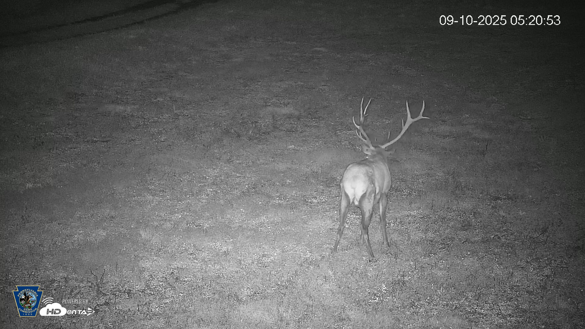 Snapshot of Pennsylvania Elk Live Webcam taken Sep 10, 2025, 5:21am EDT