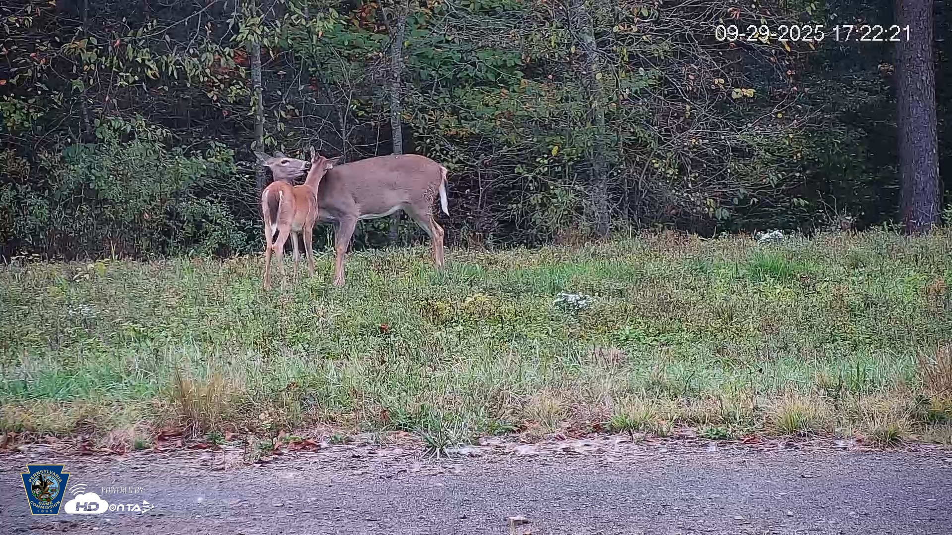 Snapshot of Pennsylvania Elk Live Webcam taken Sep 29, 2025, 5:23pm EDT