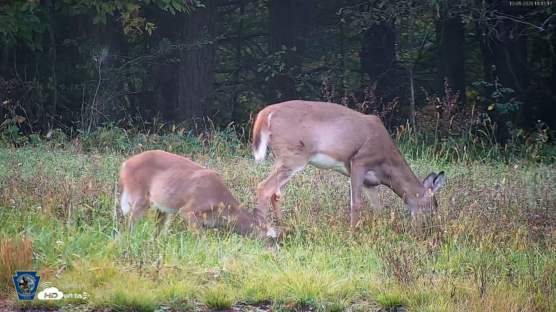 Snapshot of Pennsylvania Elk Live Webcam taken Oct 1, 2026, 6:16pm EDT