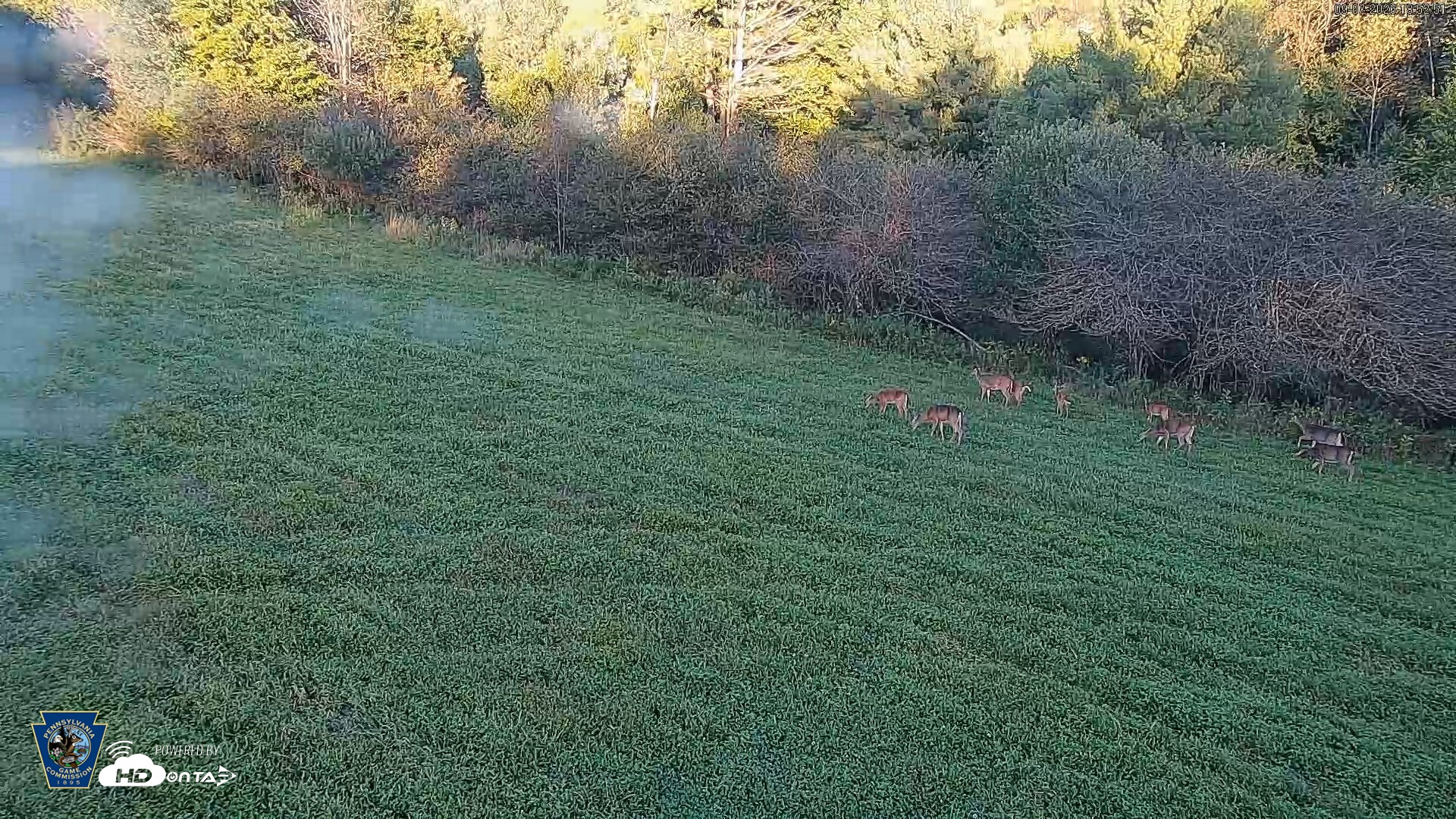 Snapshot of Pennsylvania Elk Live Webcam taken Sep 7, 2026, 6:53pm EDT