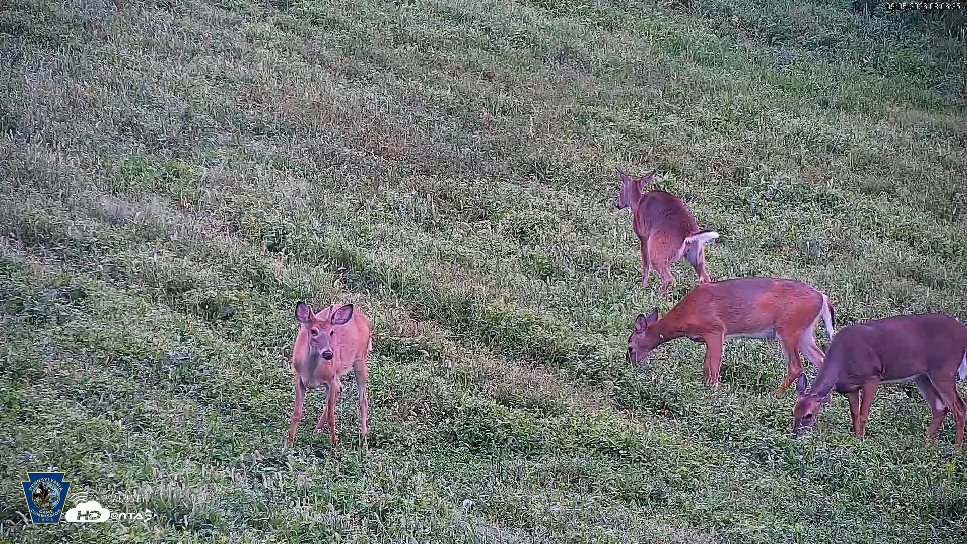 Snapshot of Pennsylvania Elk Live Webcam taken Sep 5, 2026, 8:07am EDT