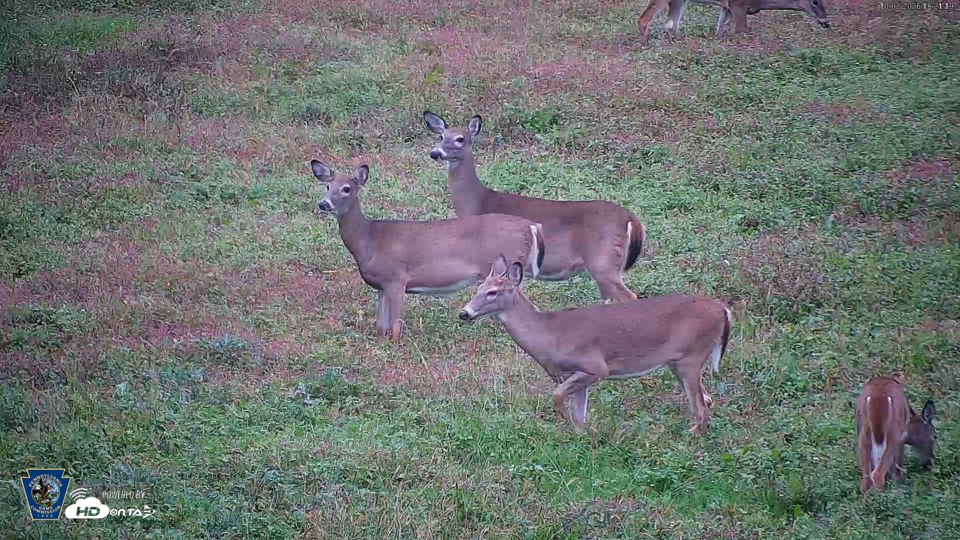 Snapshot of Pennsylvania Elk Live Webcam taken Oct 2, 2026, 6:22pm EDT