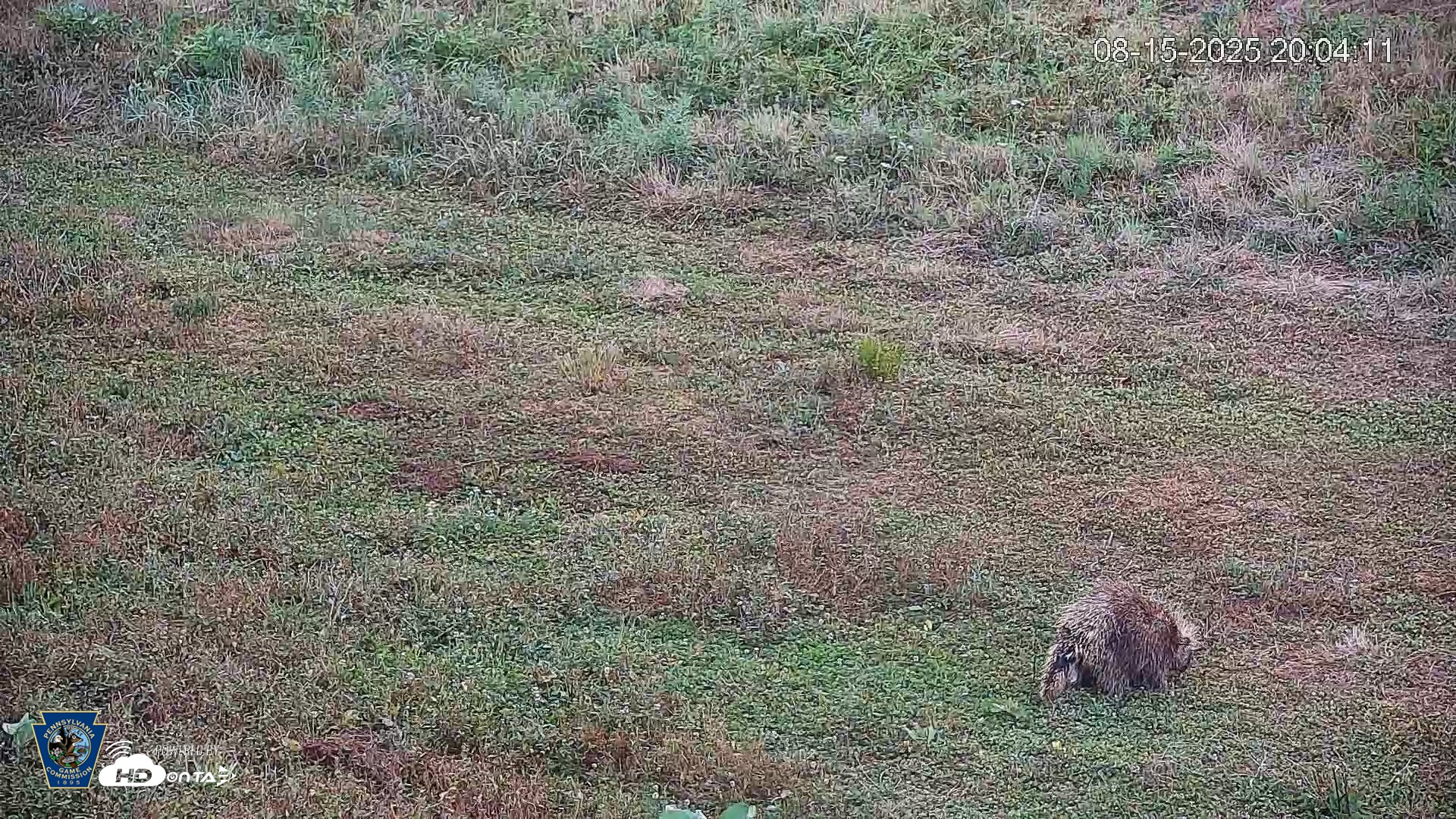 Snapshot of Pennsylvania Elk Live Webcam taken Aug 15, 2025, 8:04pm EDT