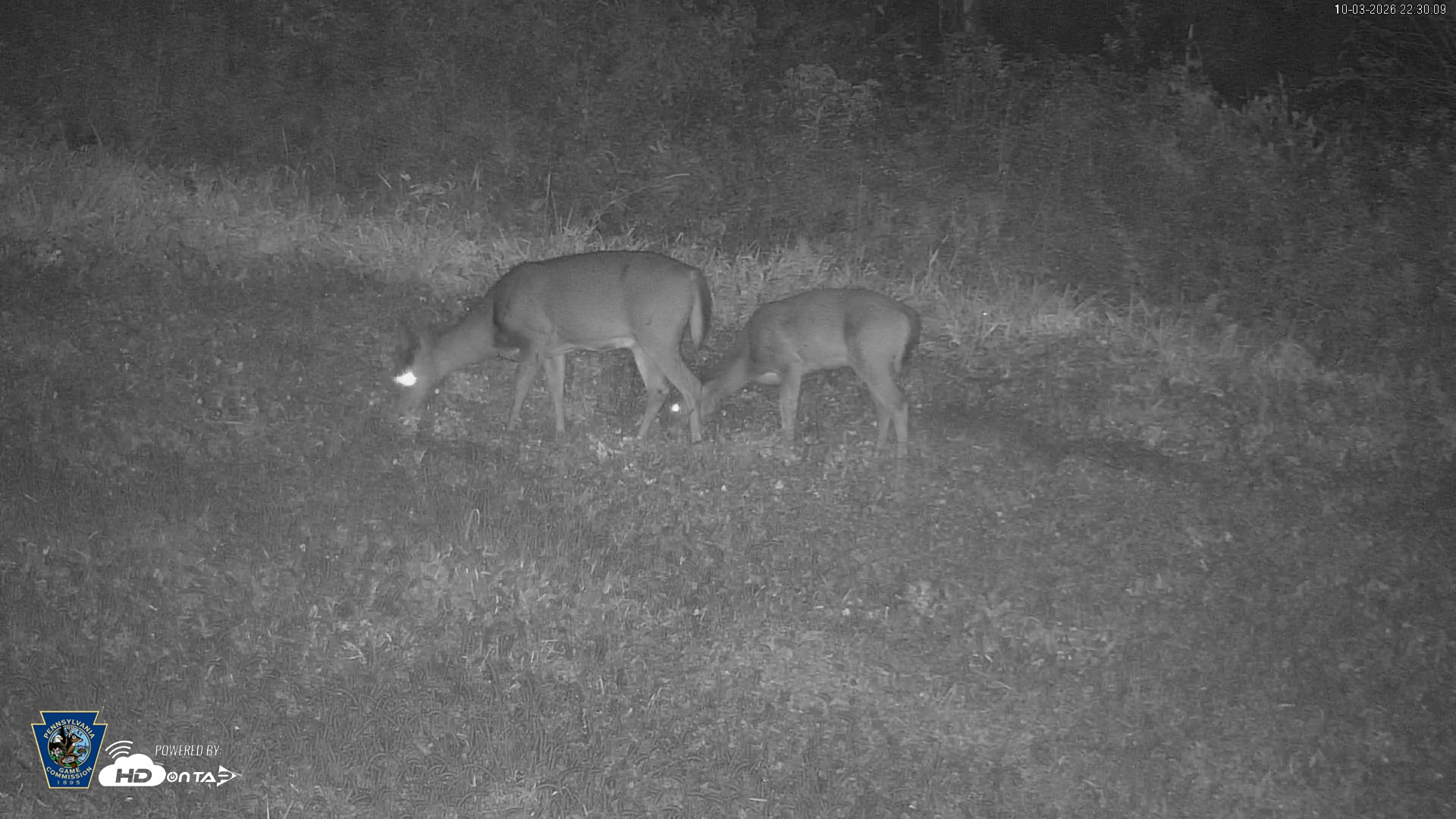 Snapshot of Pennsylvania Elk Live Webcam taken Oct 3, 2026, 10:31pm EDT