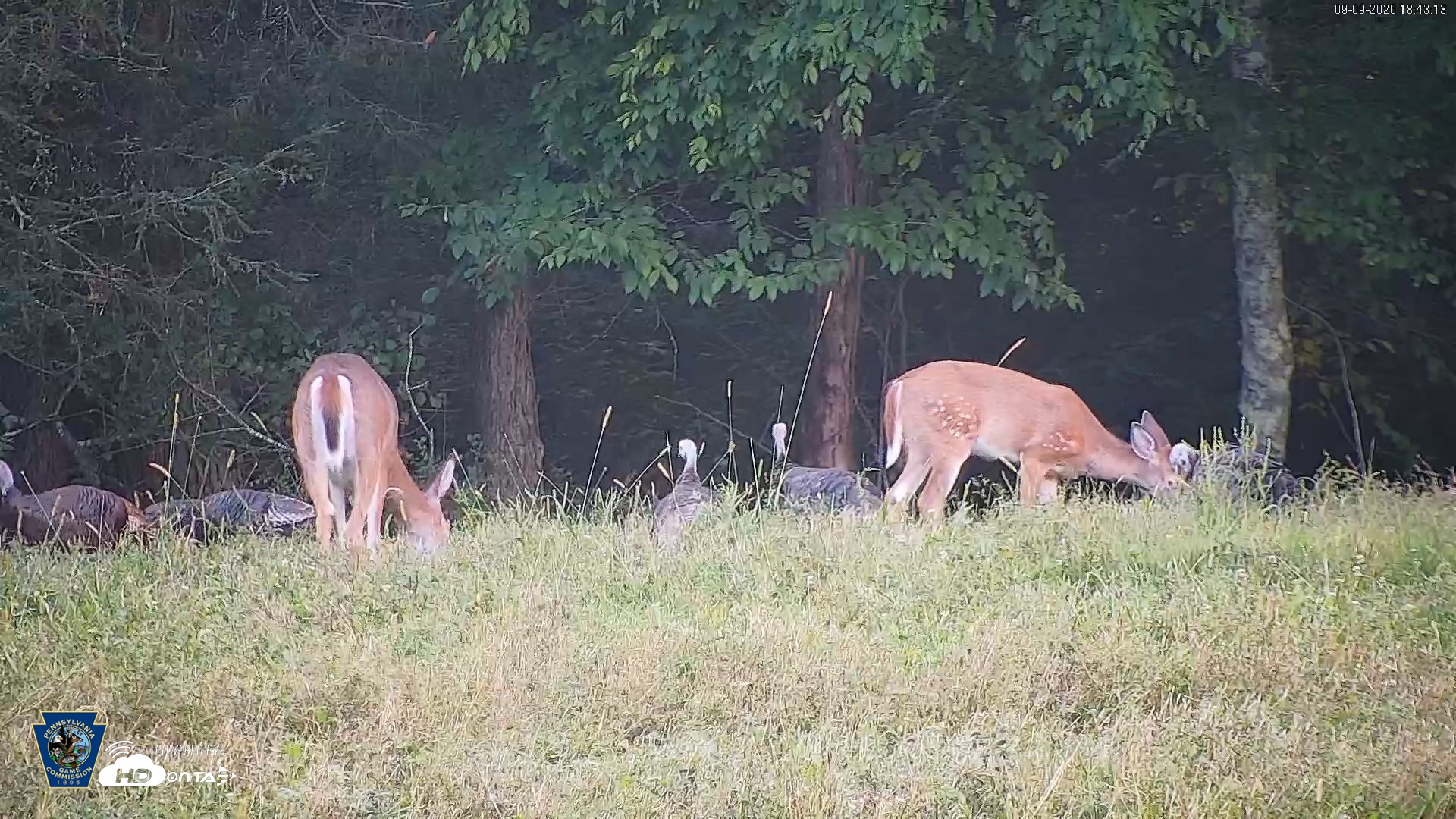 Snapshot of Pennsylvania Elk Live Webcam taken Sep 9, 2026, 6:43pm EDT