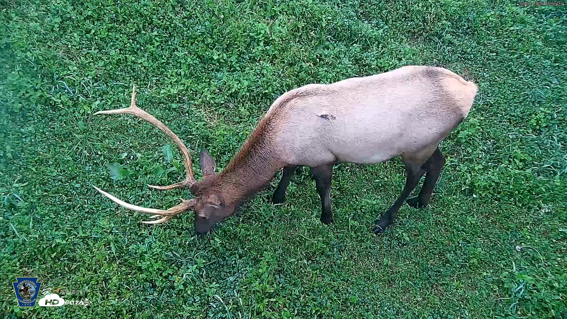 Snapshot of Pennsylvania Elk Live Webcam taken Sep 7, 2026, 6:56am EDT