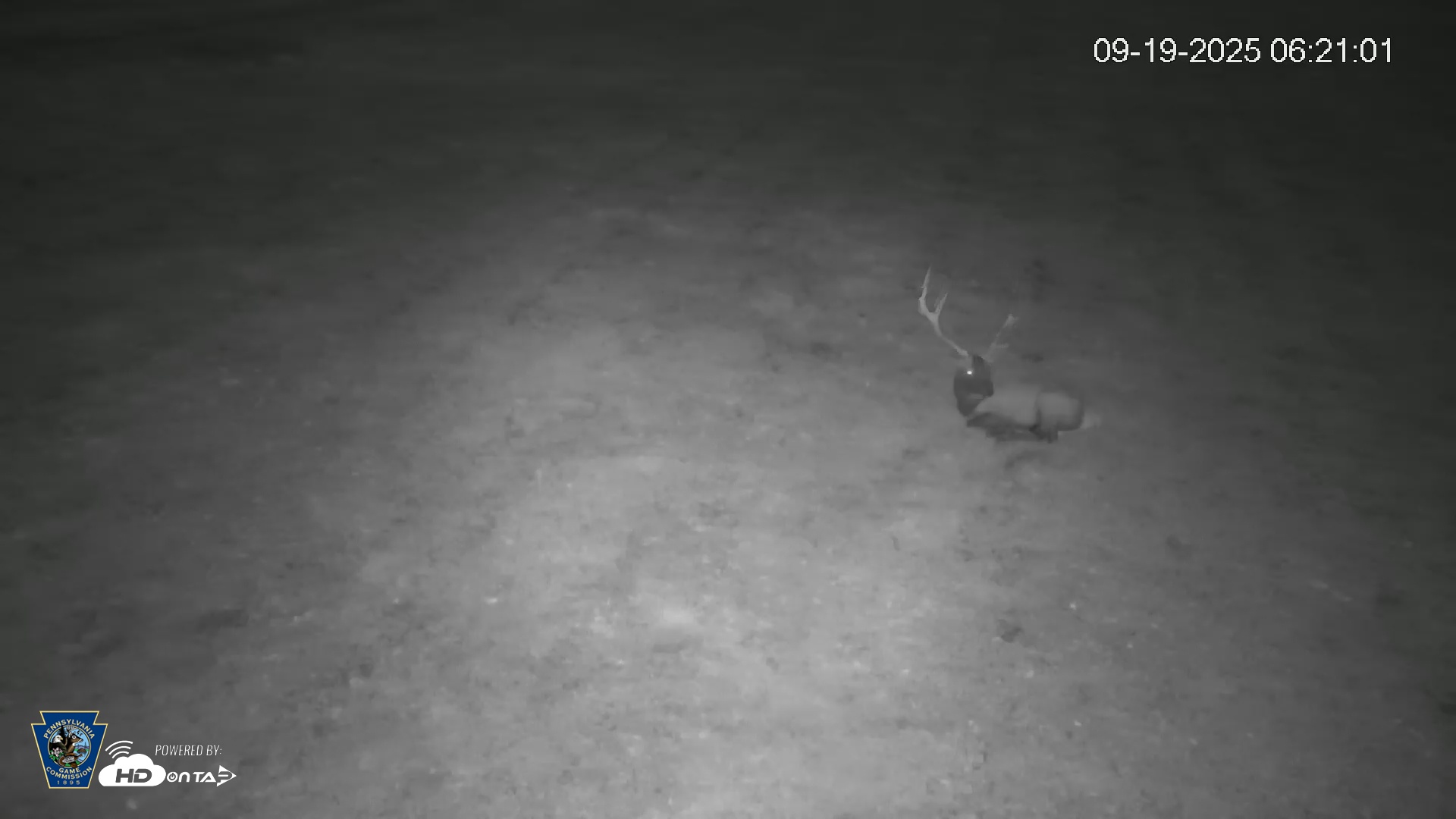 Snapshot of Pennsylvania Elk Live Webcam taken Sep 19, 2025, 6:21am EDT