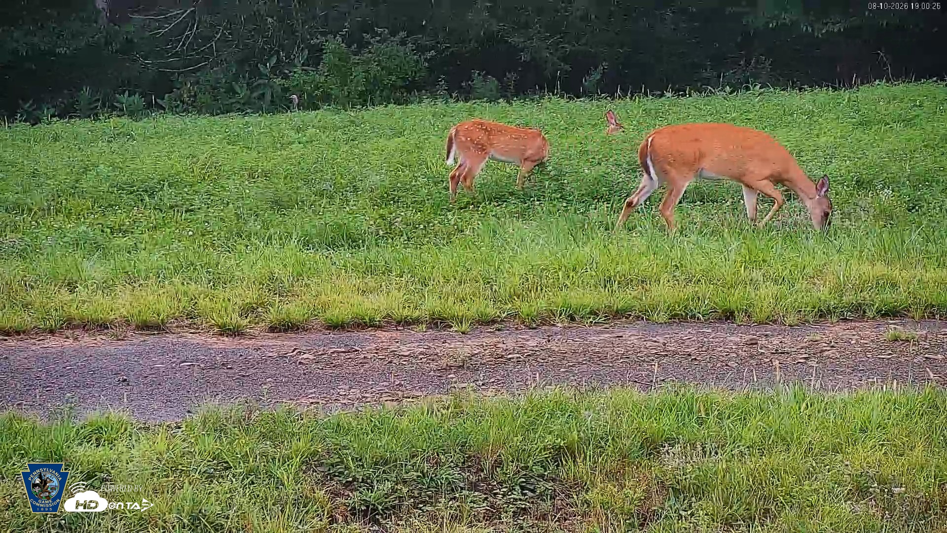 Snapshot of Pennsylvania Elk Live Webcam taken Aug 10, 2026, 7:01pm EDT