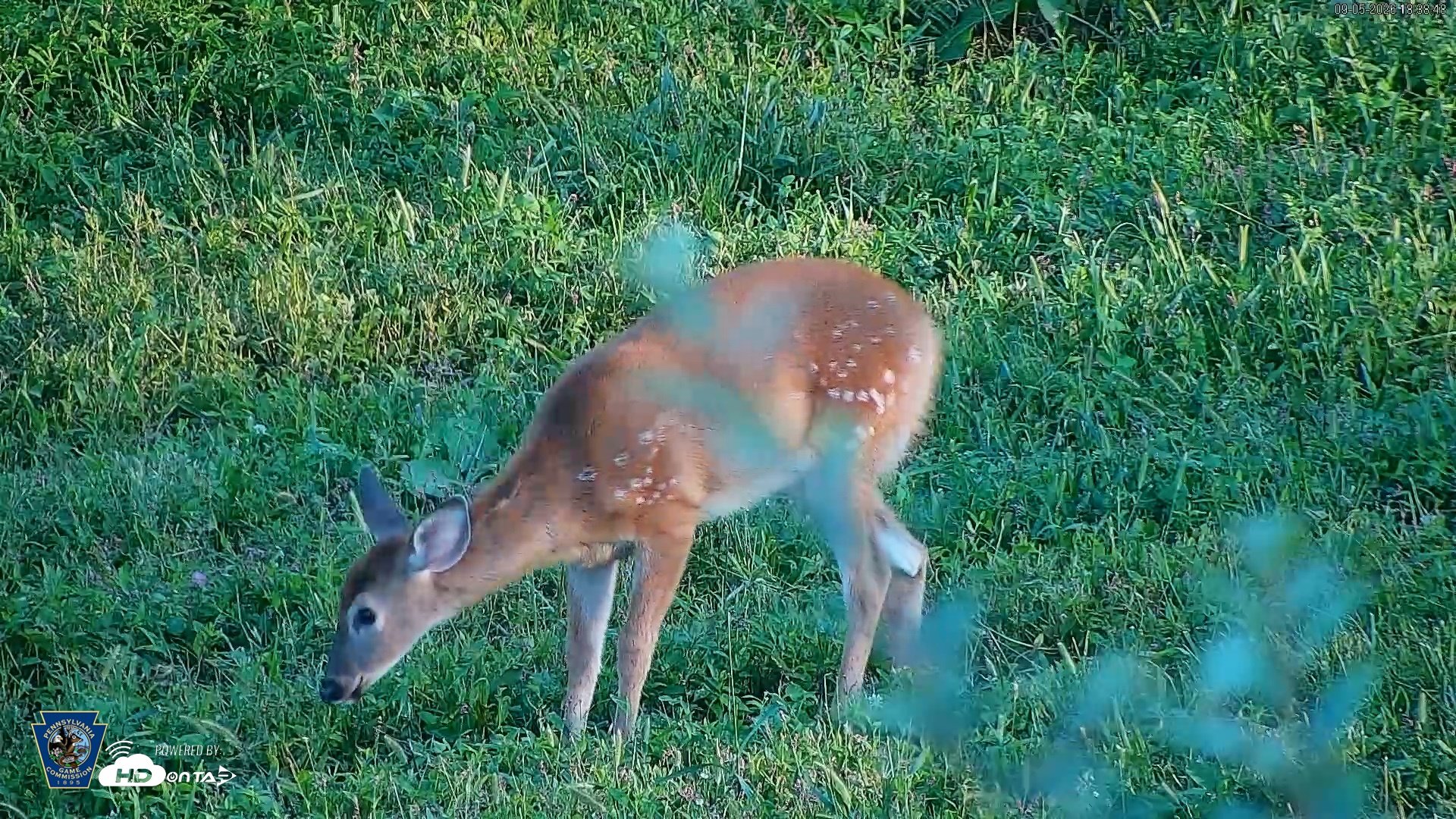 Snapshot of Pennsylvania Elk Live Webcam taken Sep 5, 2026, 6:39pm EDT