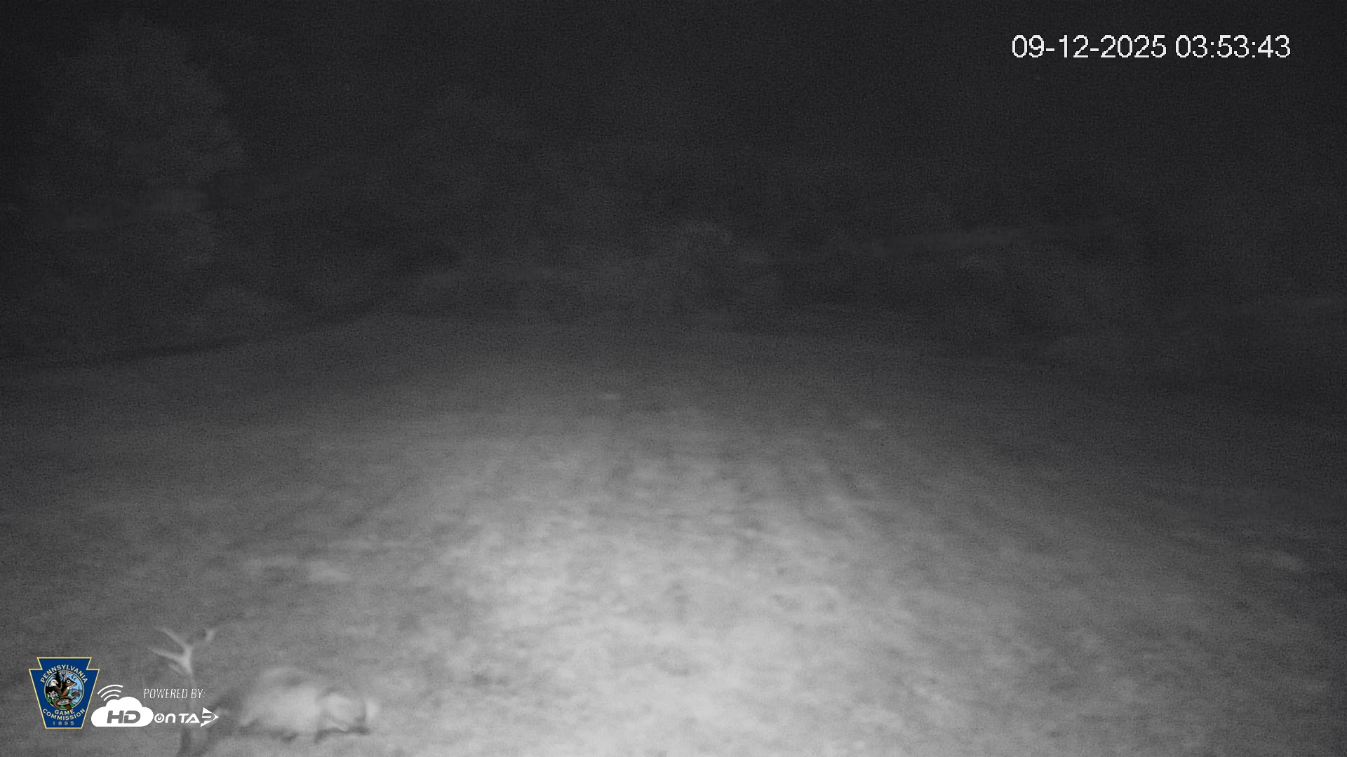 Snapshot of Pennsylvania Elk Live Webcam taken Sep 12, 2025, 3:54am EDT