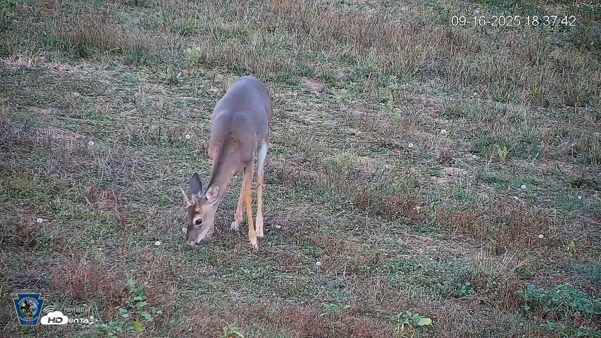 Snapshot of Pennsylvania Elk Live Webcam taken Sep 16, 2025, 6:38pm EDT