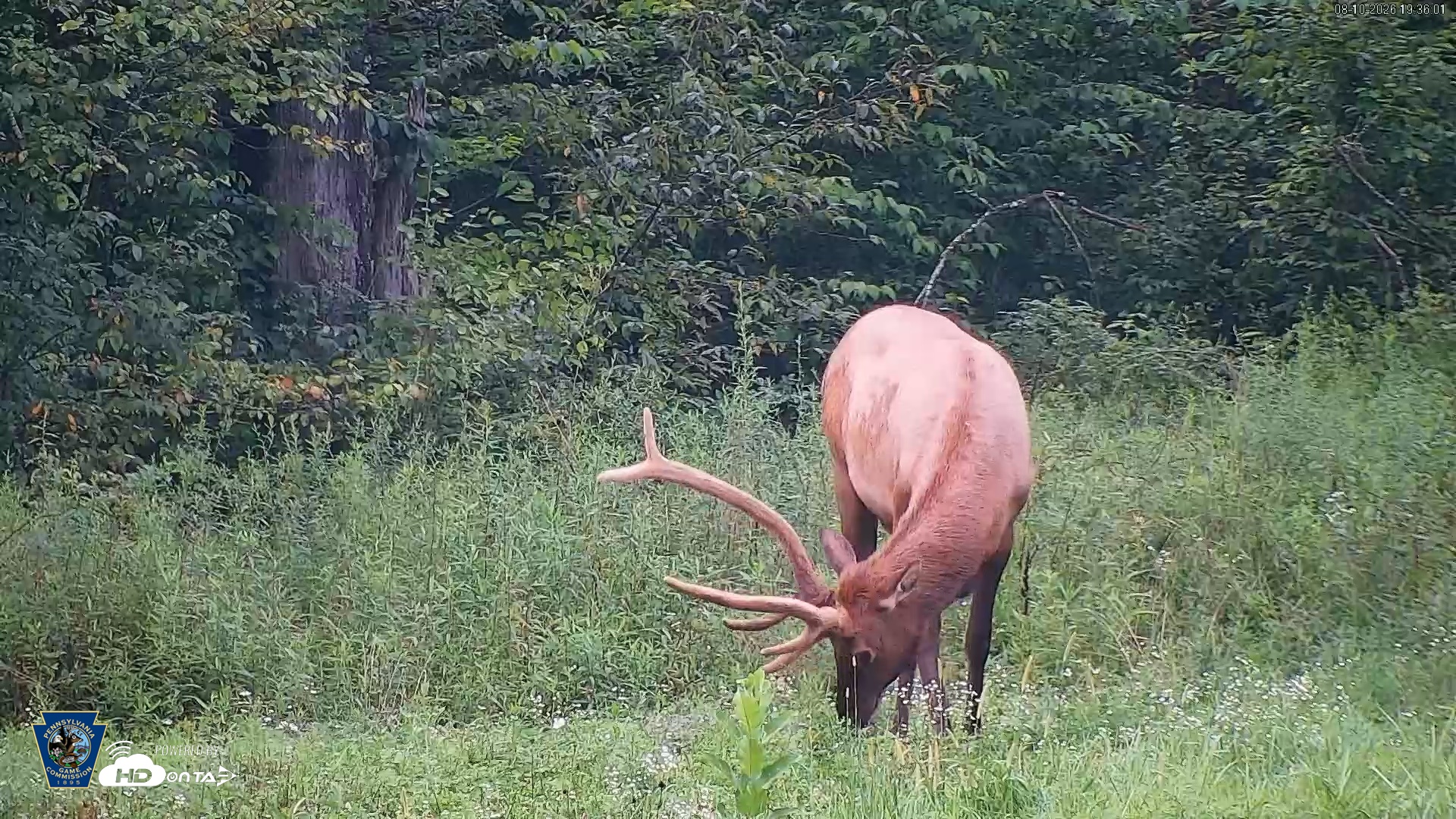Snapshot of Pennsylvania Elk Live Webcam taken Aug 10, 2026, 7:36pm EDT