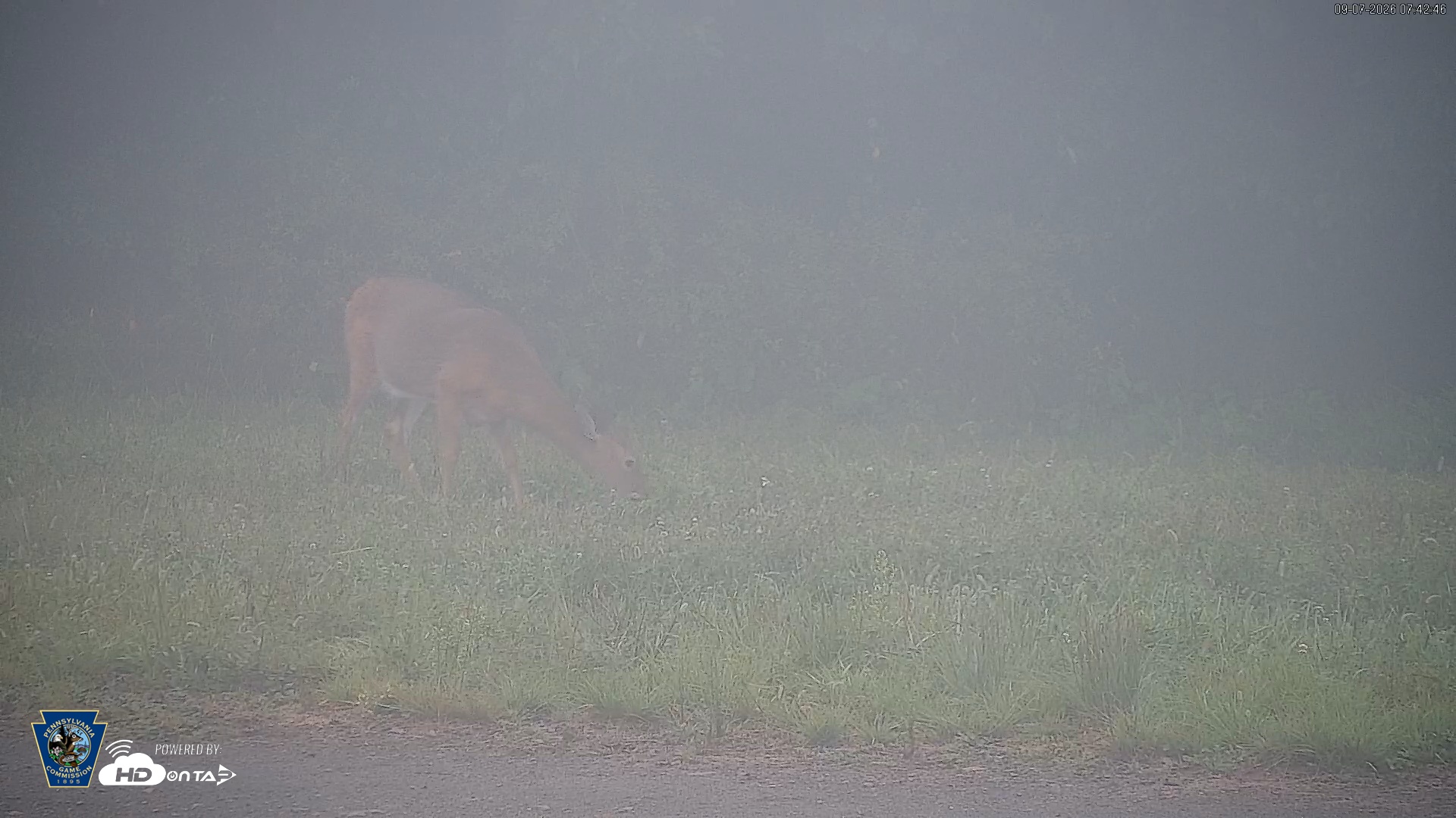 Snapshot of Pennsylvania Elk Live Webcam taken Sep 7, 2026, 7:43am EDT