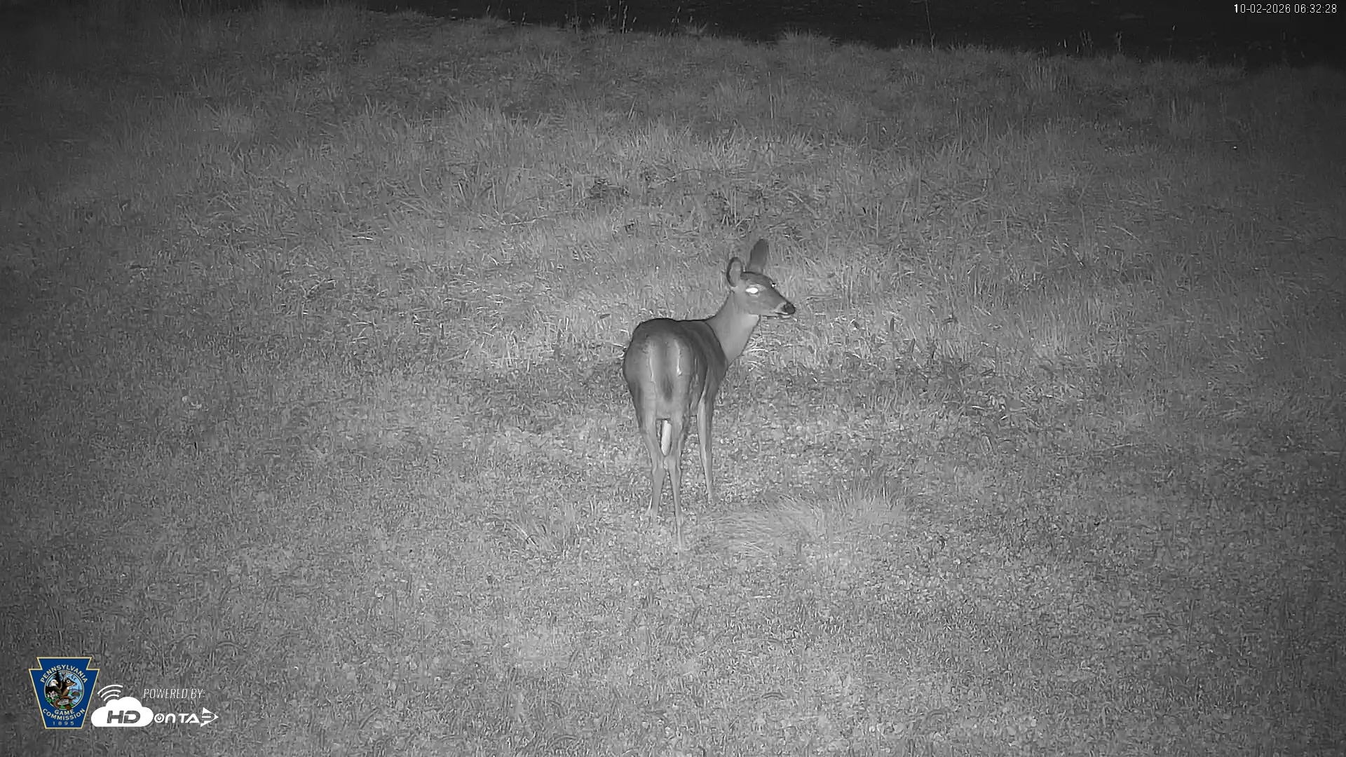 Snapshot of Pennsylvania Elk Live Webcam taken Oct 2, 2026, 6:33am EDT