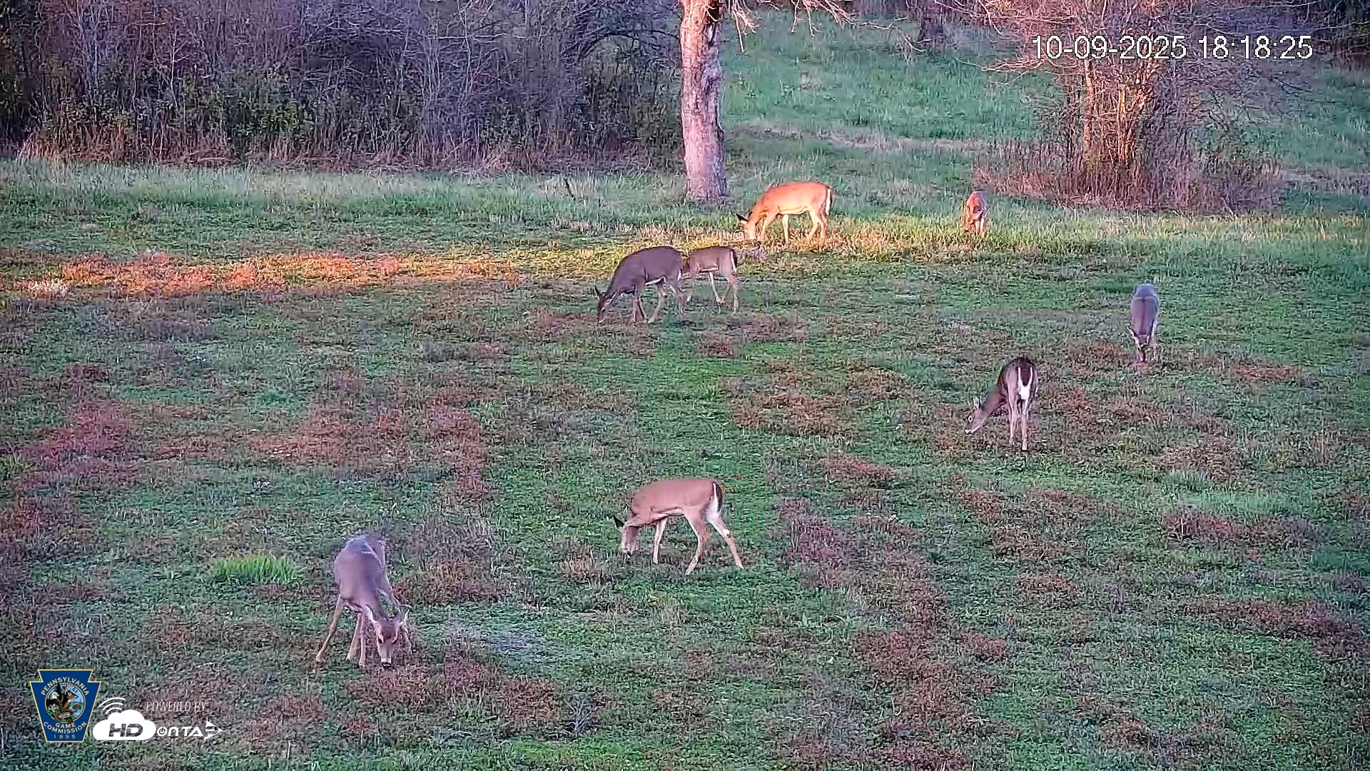Snapshot of Pennsylvania Elk Live Webcam taken Oct 9, 2025, 6:19pm EDT