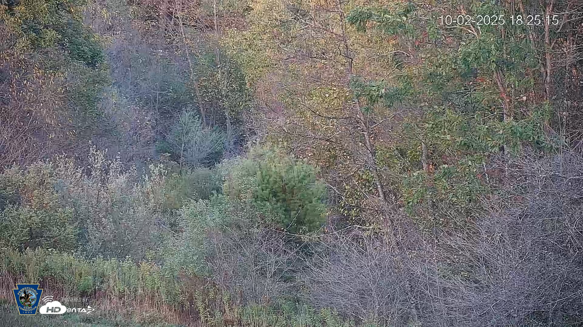 Snapshot of Pennsylvania Elk Live Webcam taken Oct 2, 2025, 6:25pm EDT