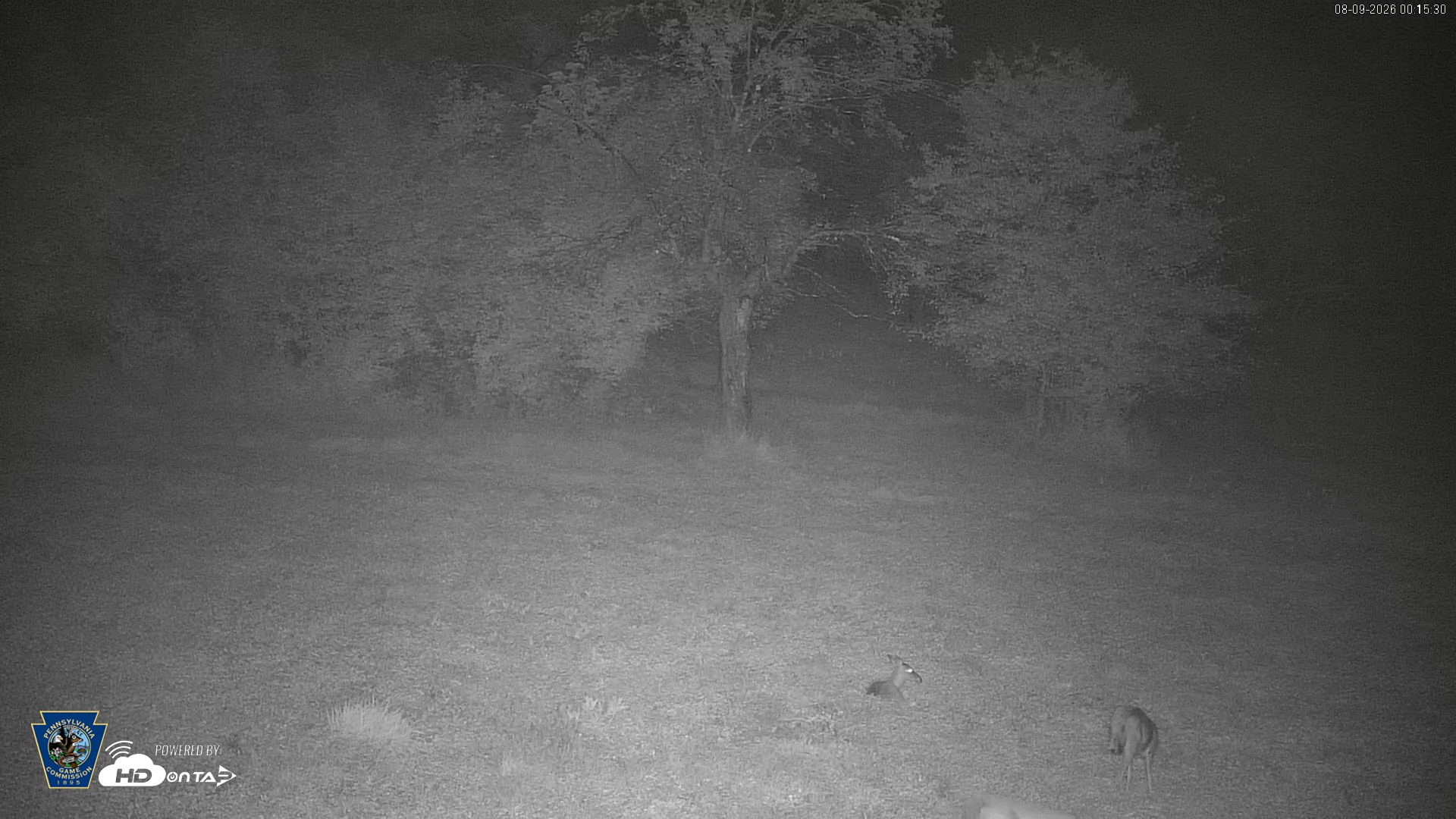 Snapshot of Pennsylvania Elk Live Webcam taken Aug 9, 2026, 12:16am EDT