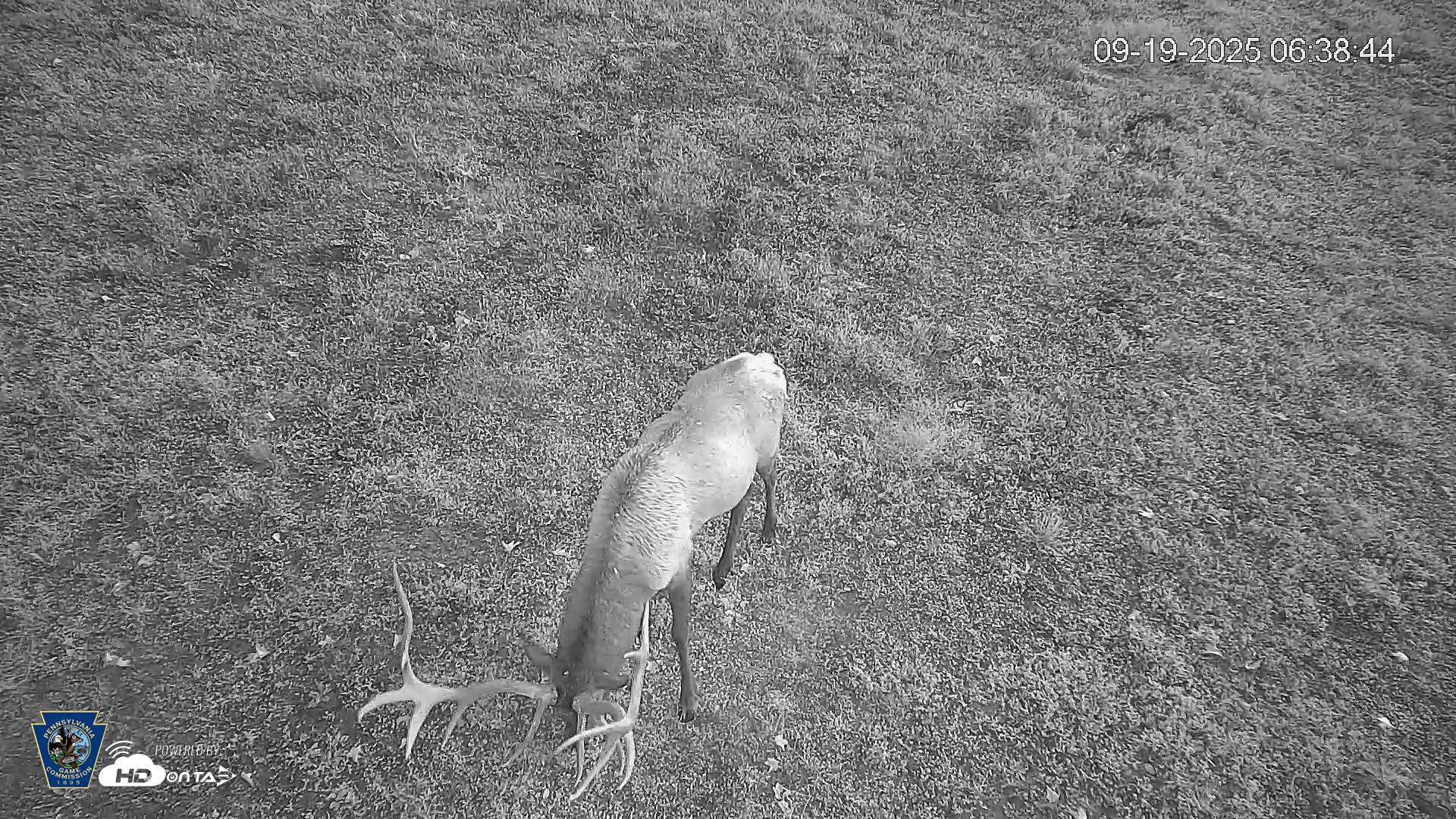 Snapshot of Pennsylvania Elk Live Webcam taken Sep 19, 2025, 6:39am EDT