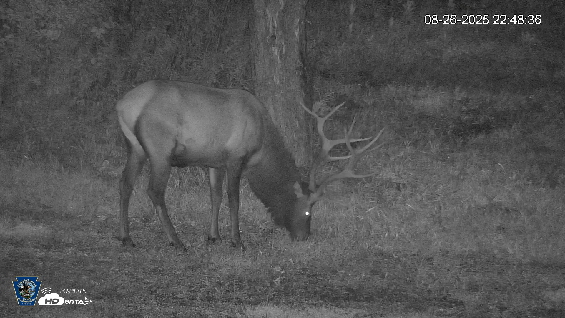Snapshot of Pennsylvania Elk Live Webcam taken Aug 26, 2025, 10:49pm EDT