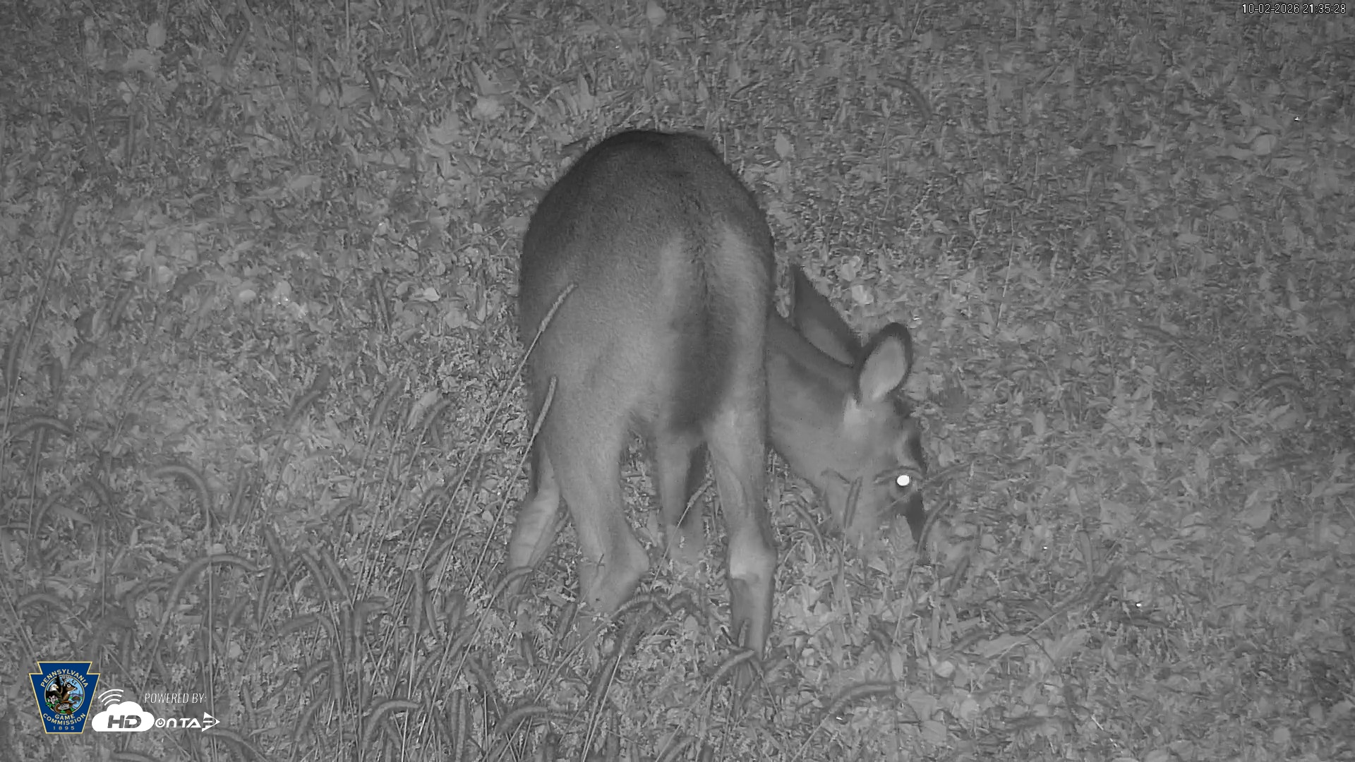Snapshot of Pennsylvania Elk Live Webcam taken Oct 2, 2026, 9:36pm EDT