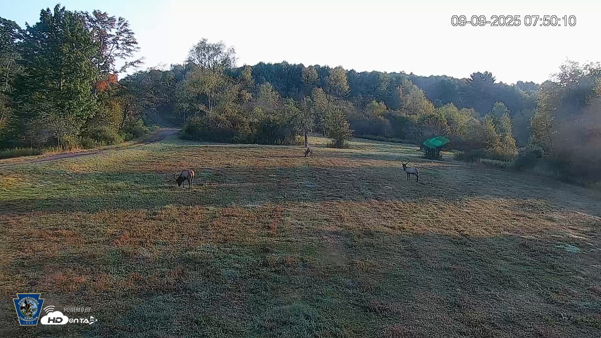Snapshot of Pennsylvania Elk Live Webcam taken Sep 9, 2025, 7:50am EDT