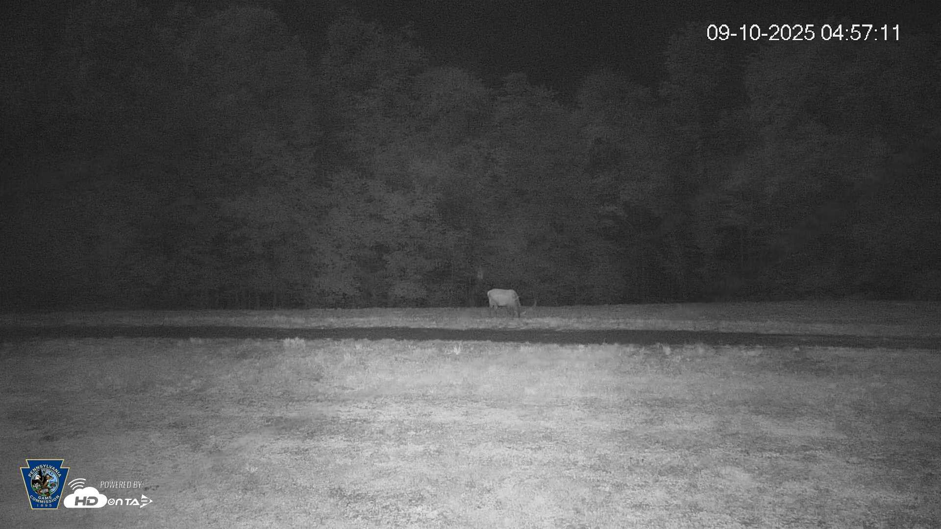 Snapshot of Pennsylvania Elk Live Webcam taken Sep 10, 2025, 4:57am EDT