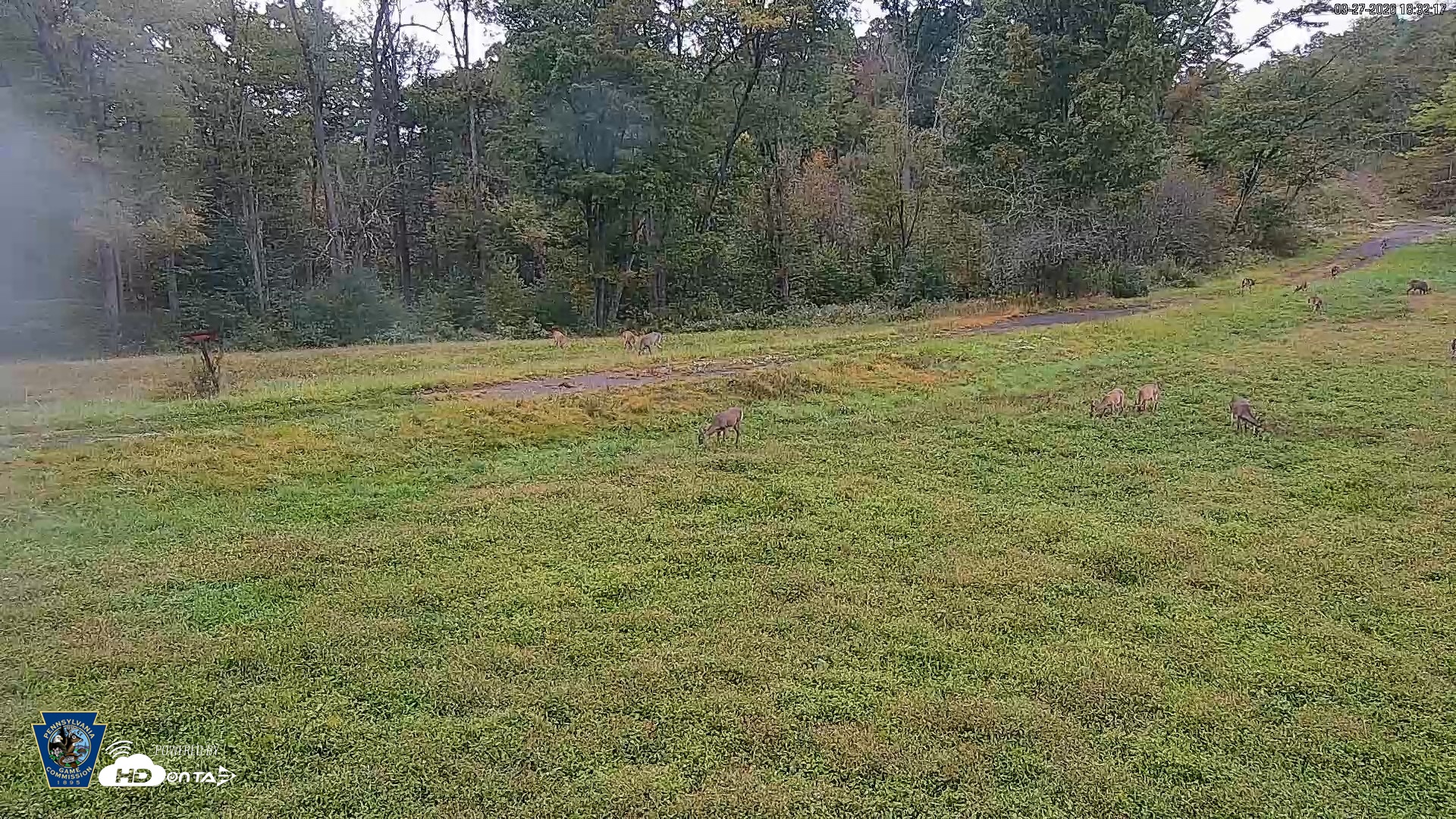 Snapshot of Pennsylvania Elk Live Webcam taken Sep 27, 2026, 6:33pm EDT