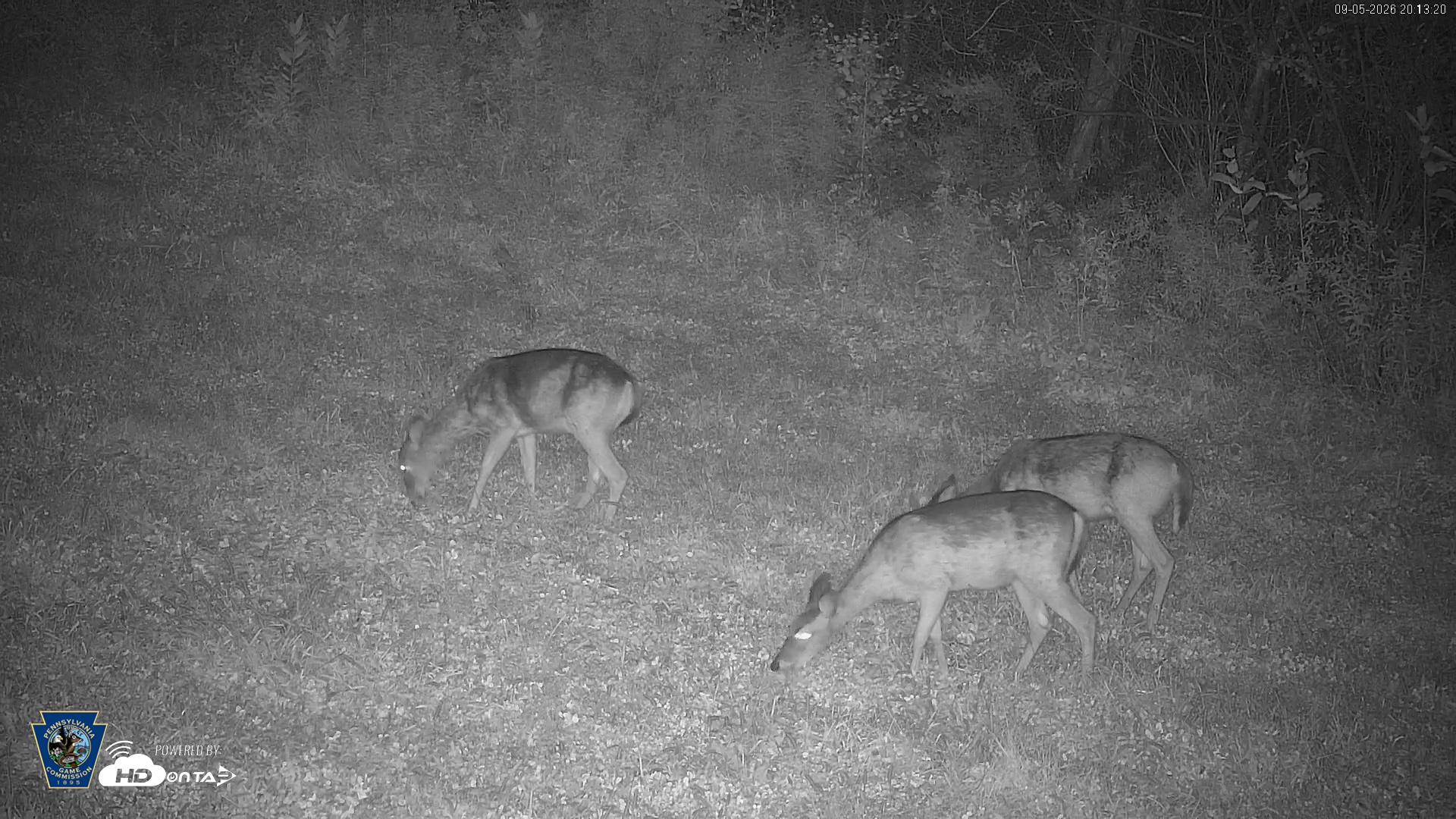 Snapshot of Pennsylvania Elk Live Webcam taken Sep 5, 2026, 8:14pm EDT