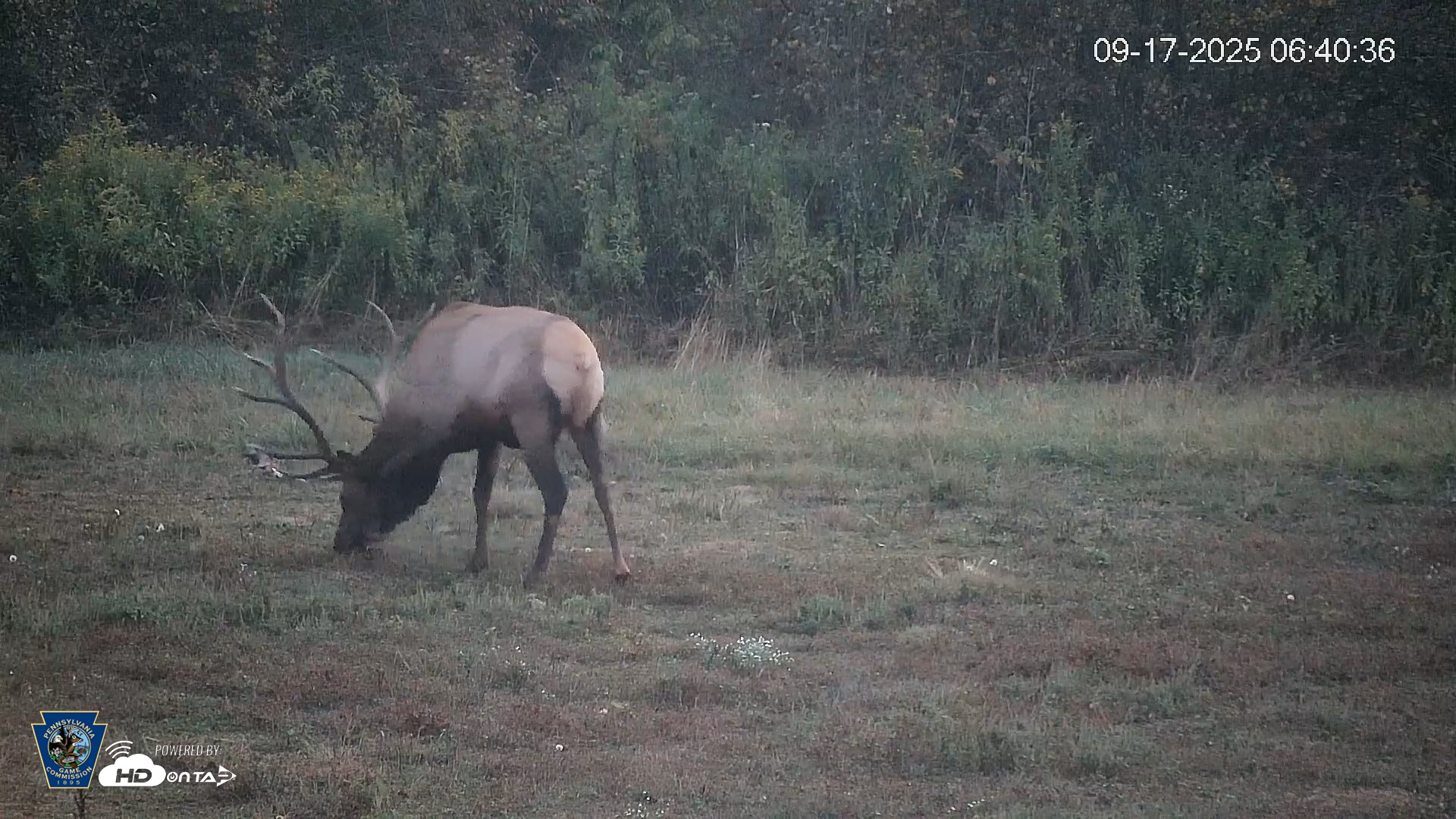 Snapshot of Pennsylvania Elk Live Webcam taken Sep 17, 2025, 6:41am EDT