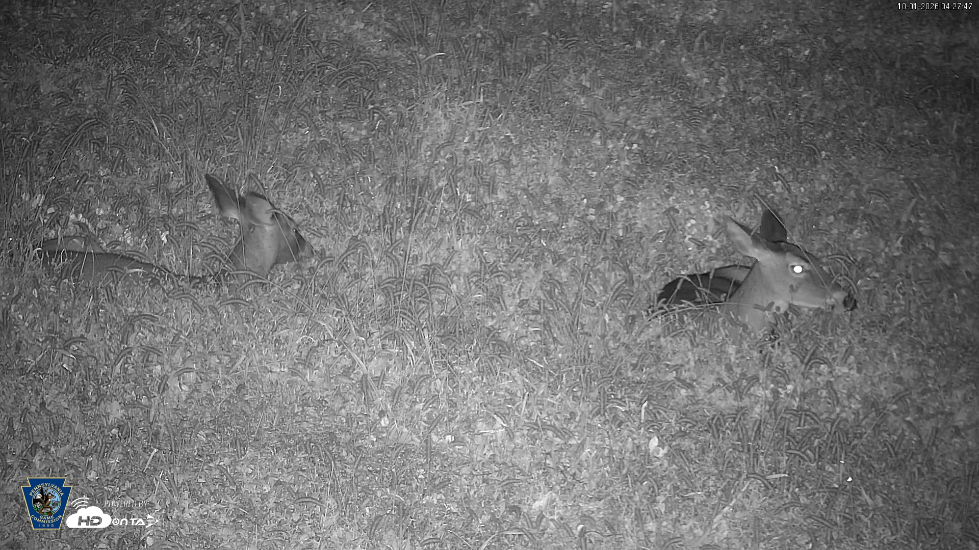 Snapshot of Pennsylvania Elk Live Webcam taken Oct 1, 2026, 4:28am EDT