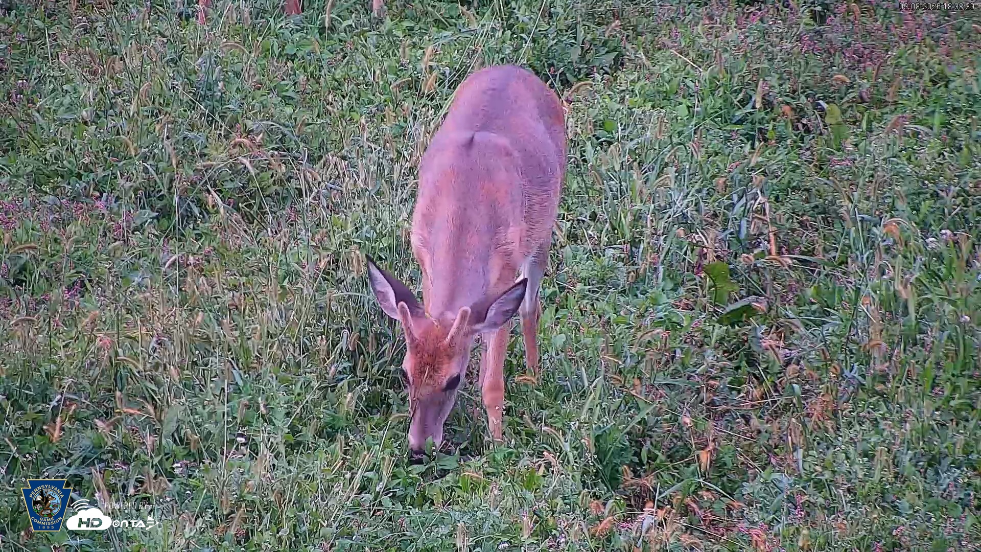 Snapshot of Pennsylvania Elk Live Webcam taken Sep 8, 2026, 6:39pm EDT