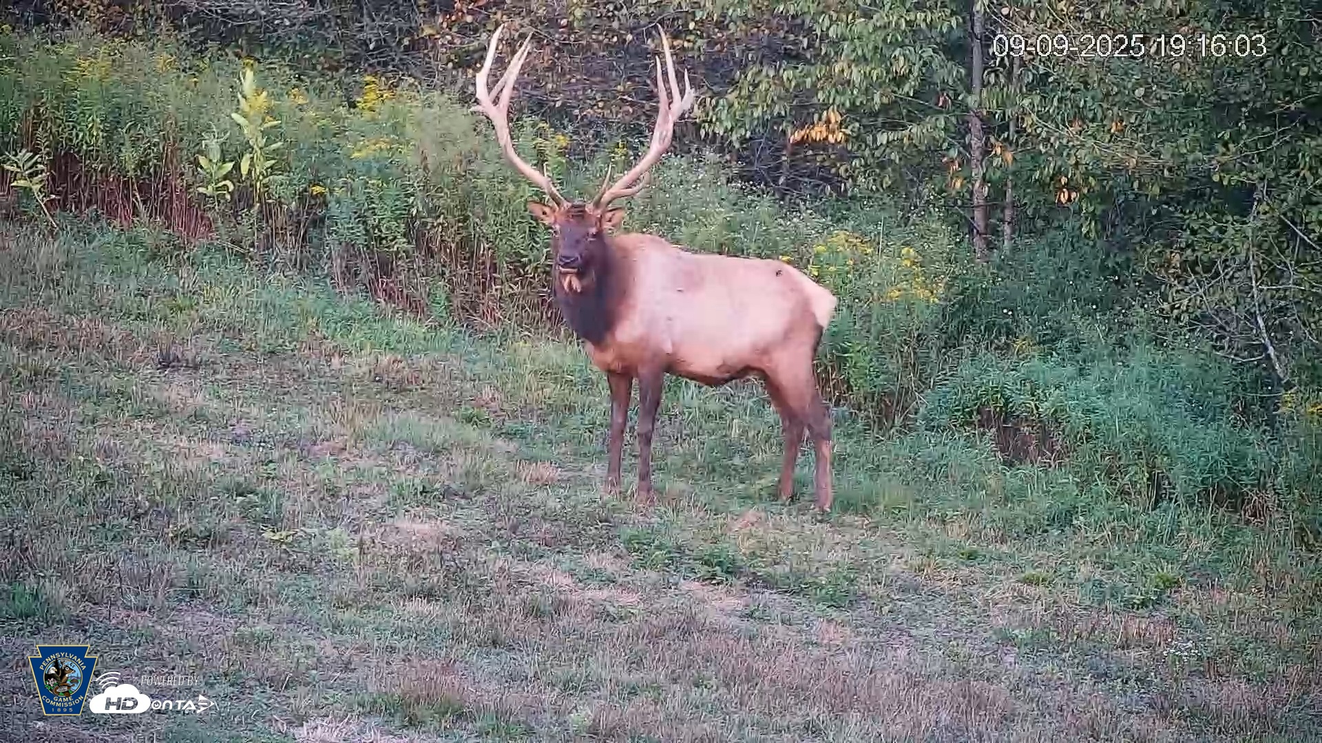 Snapshot of Pennsylvania Elk Live Webcam taken Sep 9, 2025, 7:16pm EDT