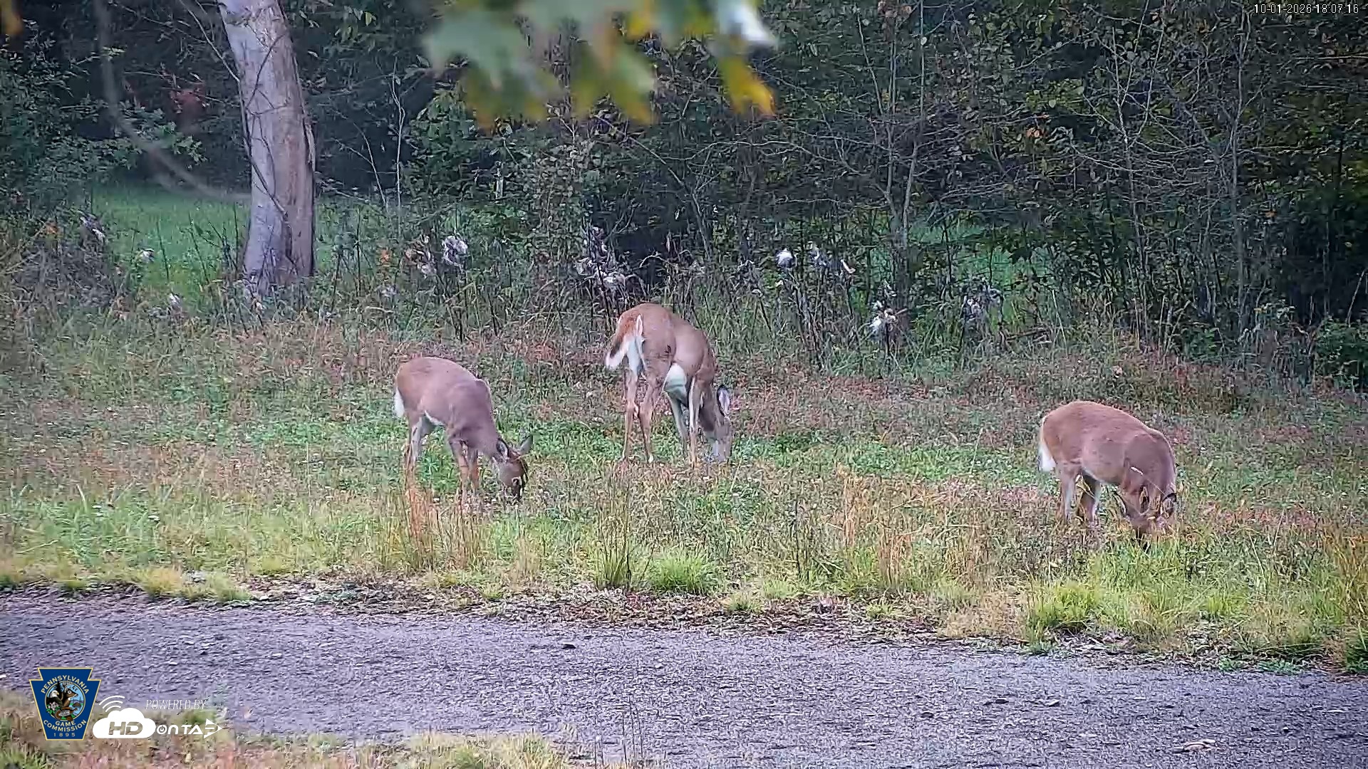 Snapshot of Pennsylvania Elk Live Webcam taken Oct 1, 2026, 6:08pm EDT
