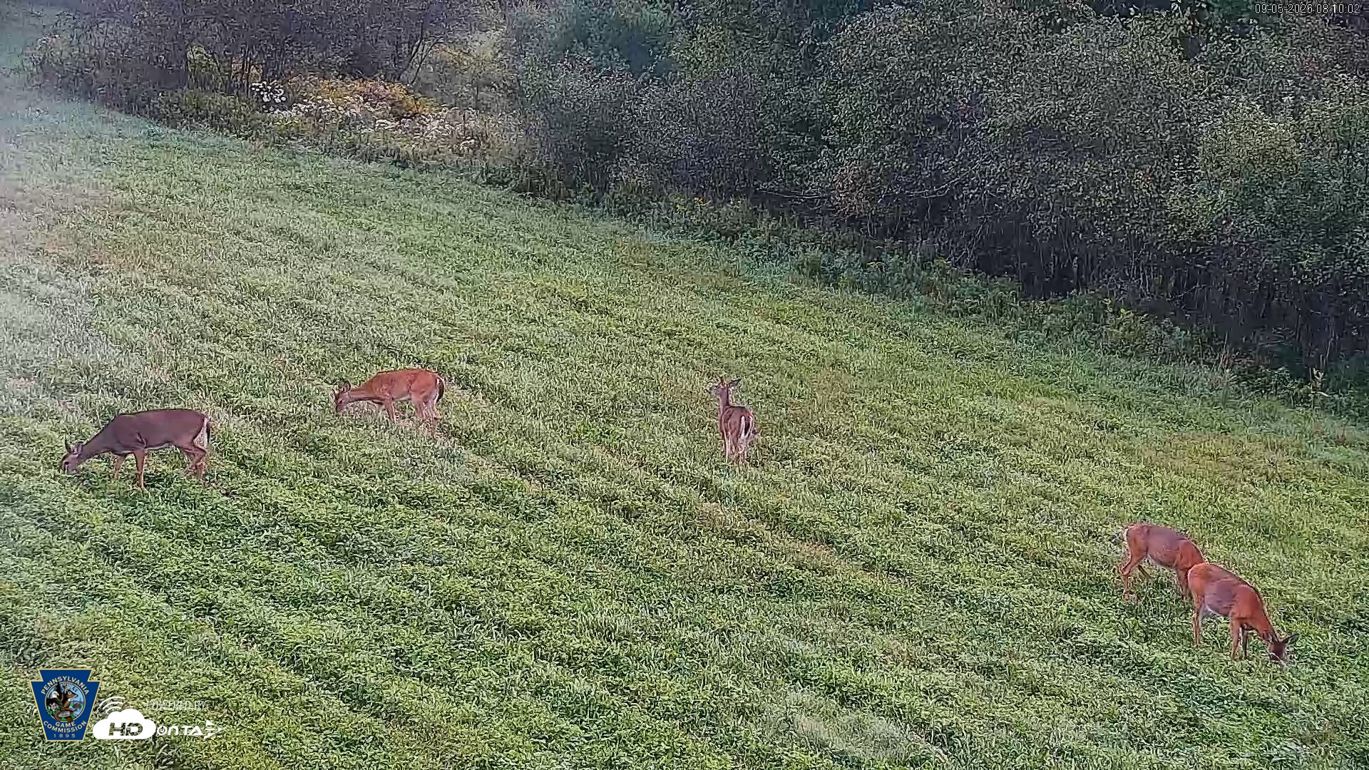 Snapshot of Pennsylvania Elk Live Webcam taken Sep 5, 2026, 8:10am EDT