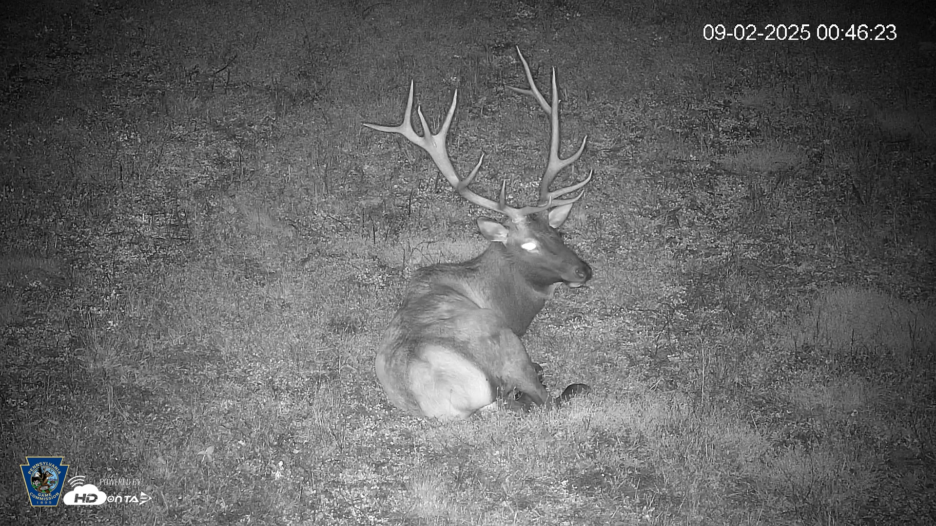 Snapshot of Pennsylvania Elk Live Webcam taken Sep 2, 2025, 12:47am EDT