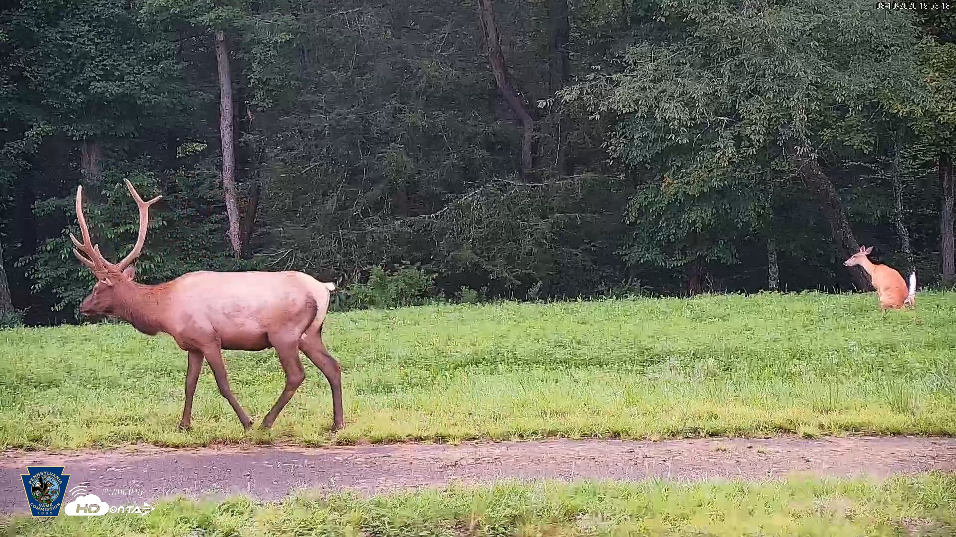Snapshot of Pennsylvania Elk Live Webcam taken Aug 10, 2026, 7:54pm EDT