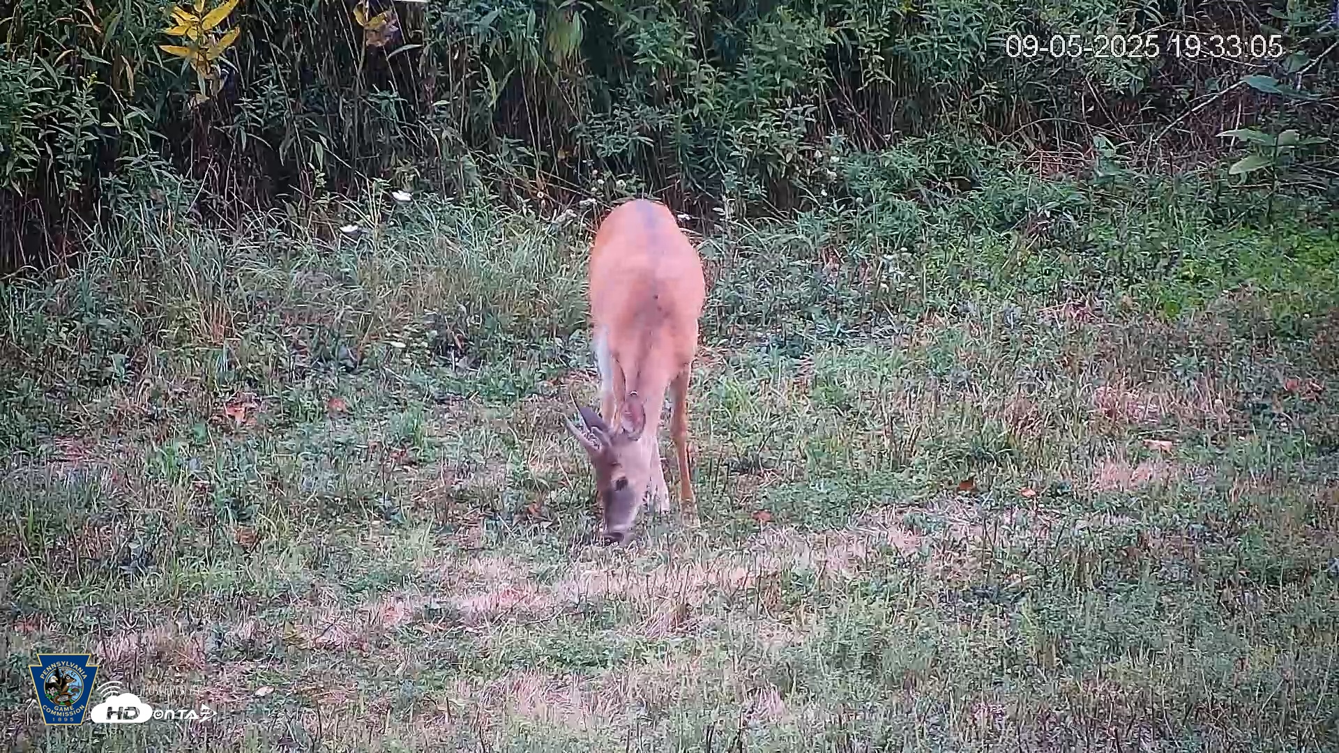 Snapshot of Pennsylvania Elk Live Webcam taken Sep 5, 2025, 7:33pm EDT