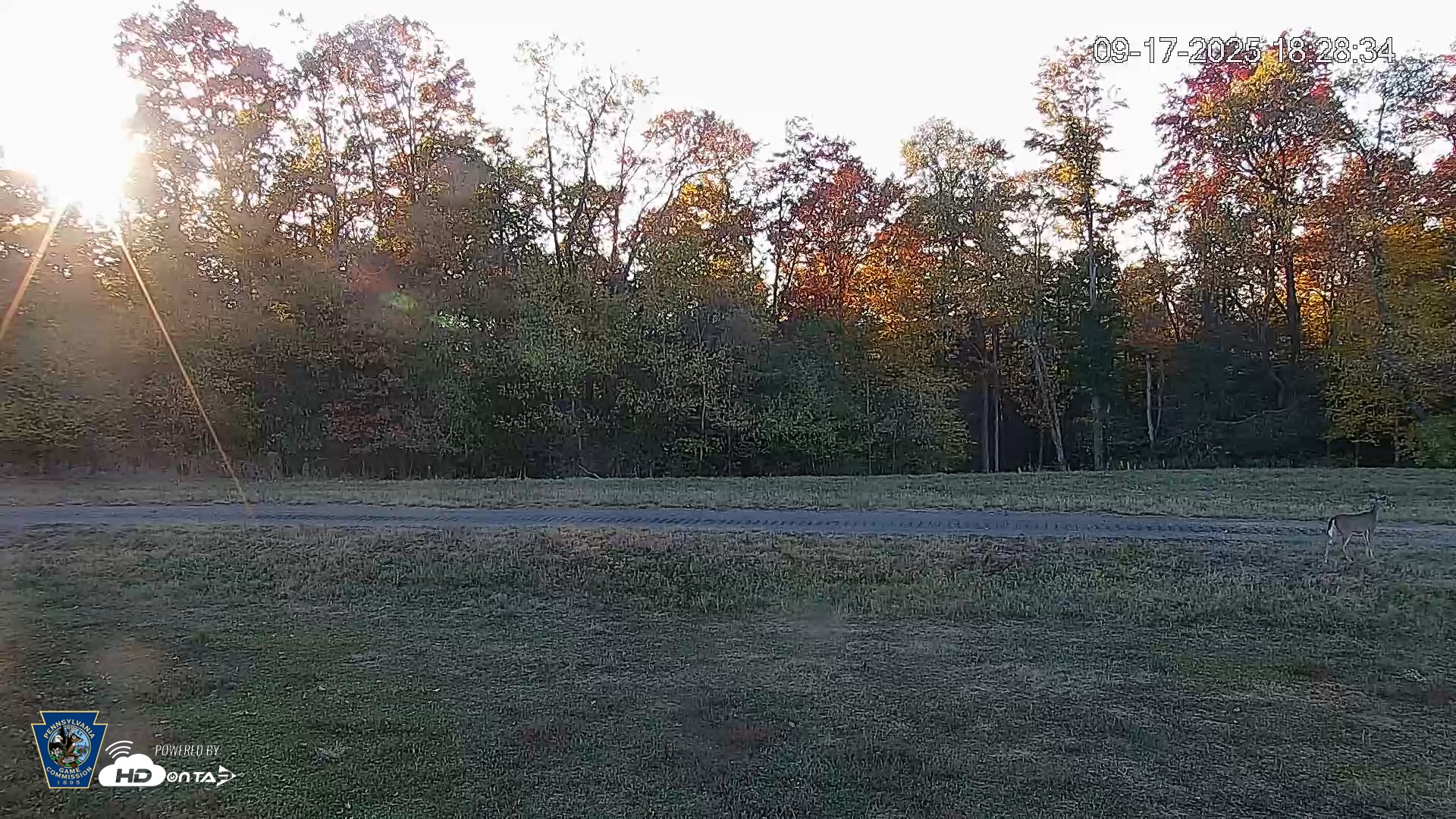 Snapshot of Pennsylvania Elk Live Webcam taken Sep 17, 2025, 6:29pm EDT