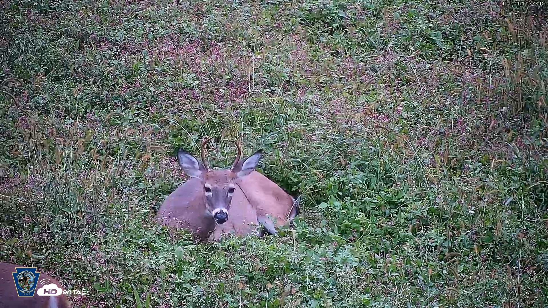 Snapshot of Pennsylvania Elk Live Webcam taken Oct 2, 2026, 6:49pm EDT