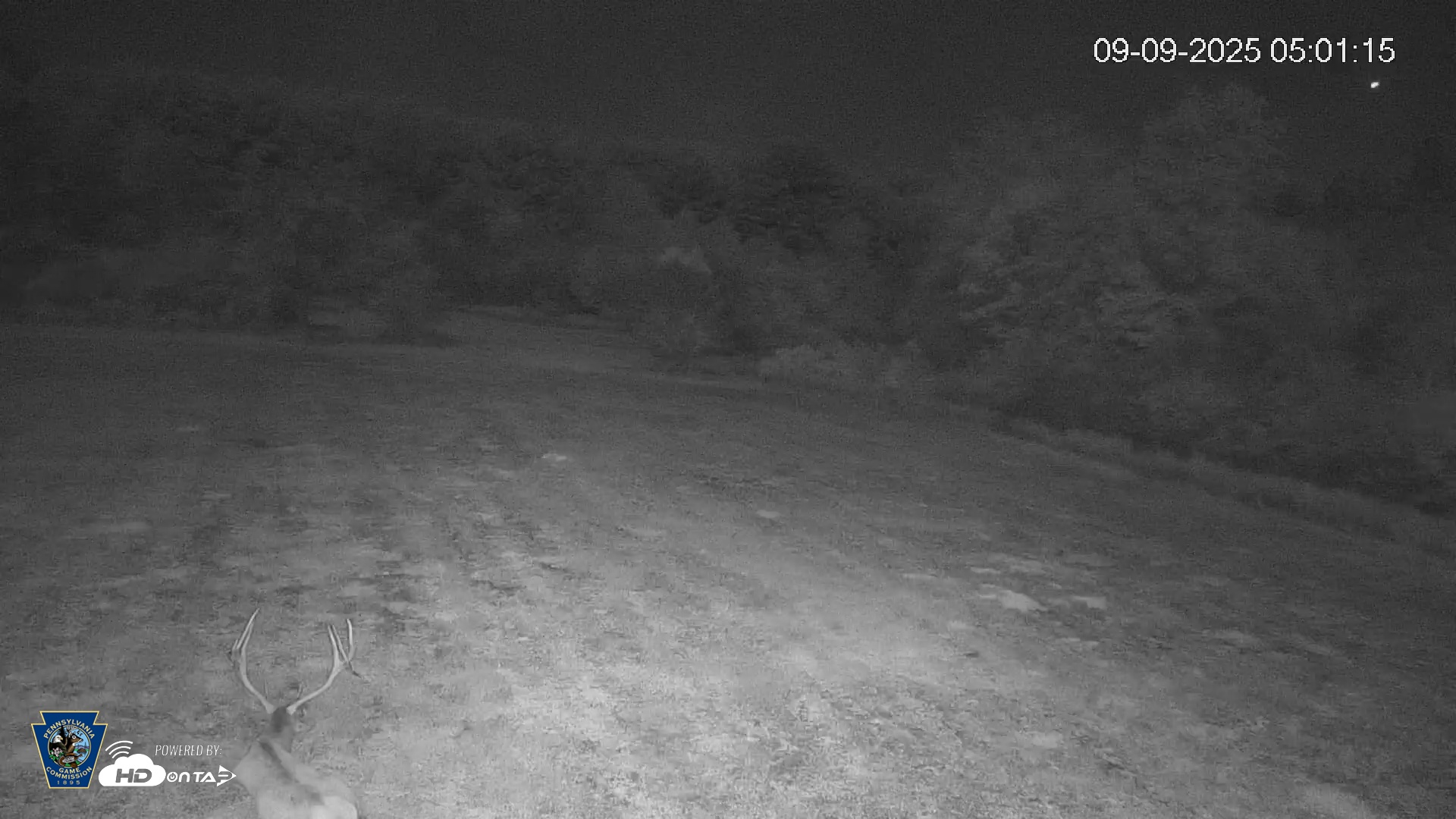 Snapshot of Pennsylvania Elk Live Webcam taken Sep 9, 2025, 5:03am EDT